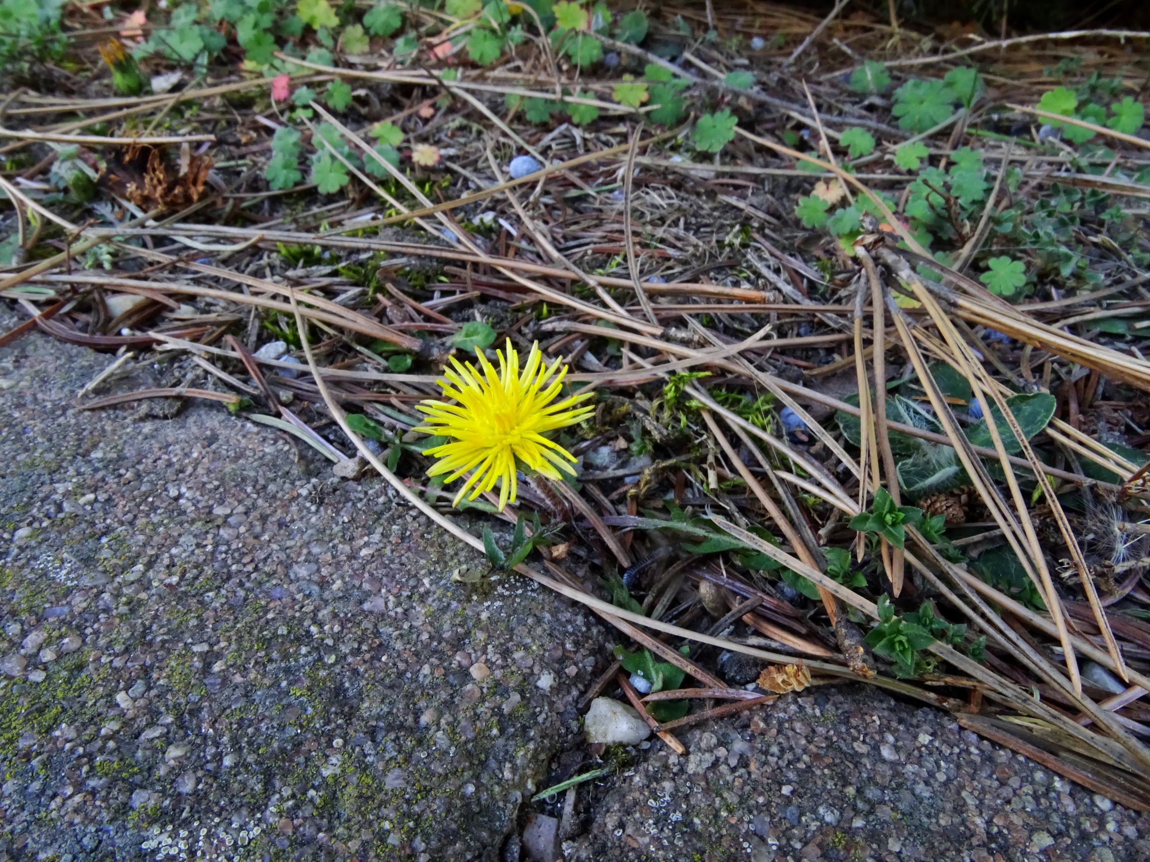 DSC08022 prellenkirchen kirchengasse taraxacum sp..JPG