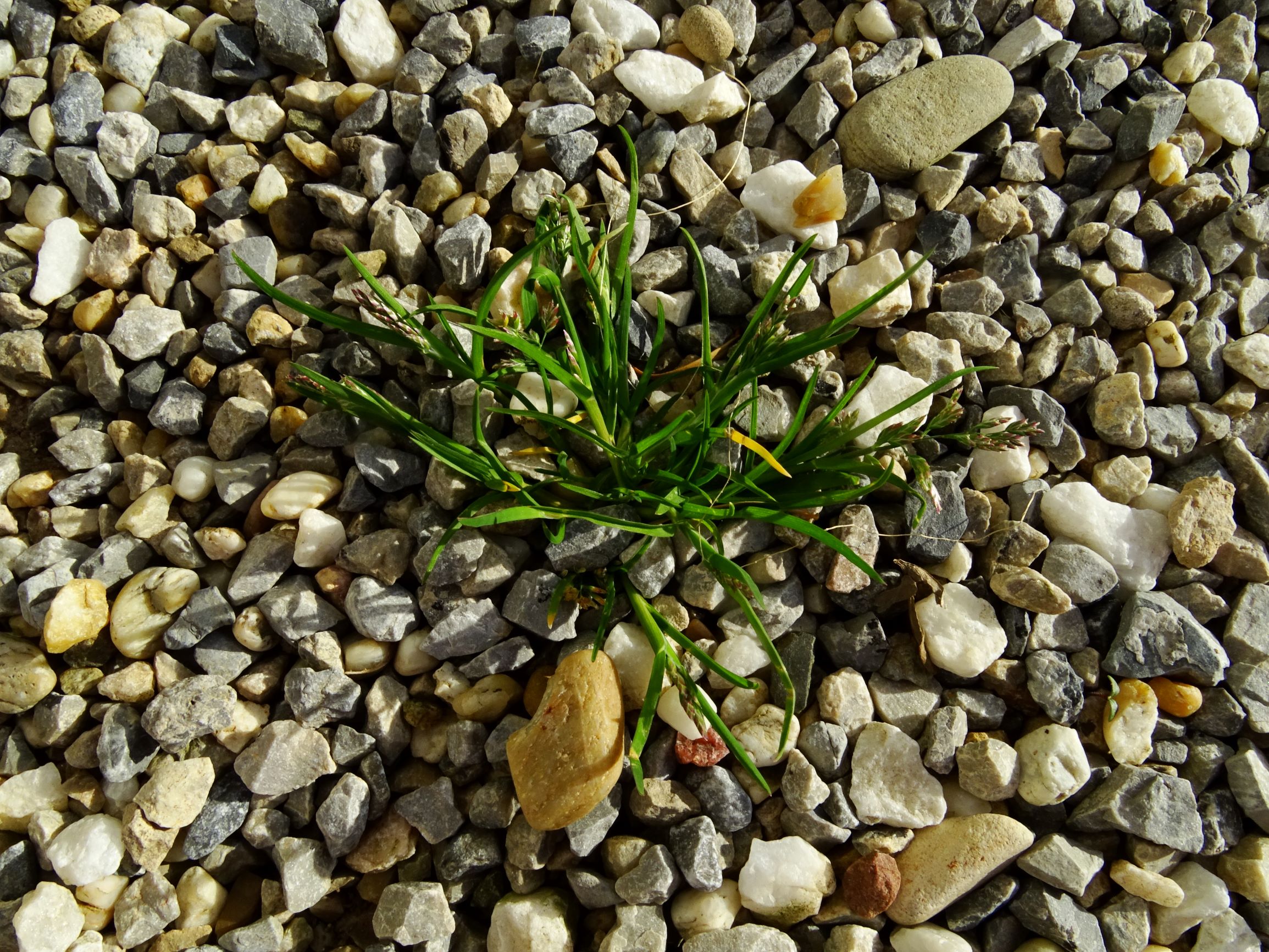 DSC08024 prellenkirchen friedhof poa annua.JPG