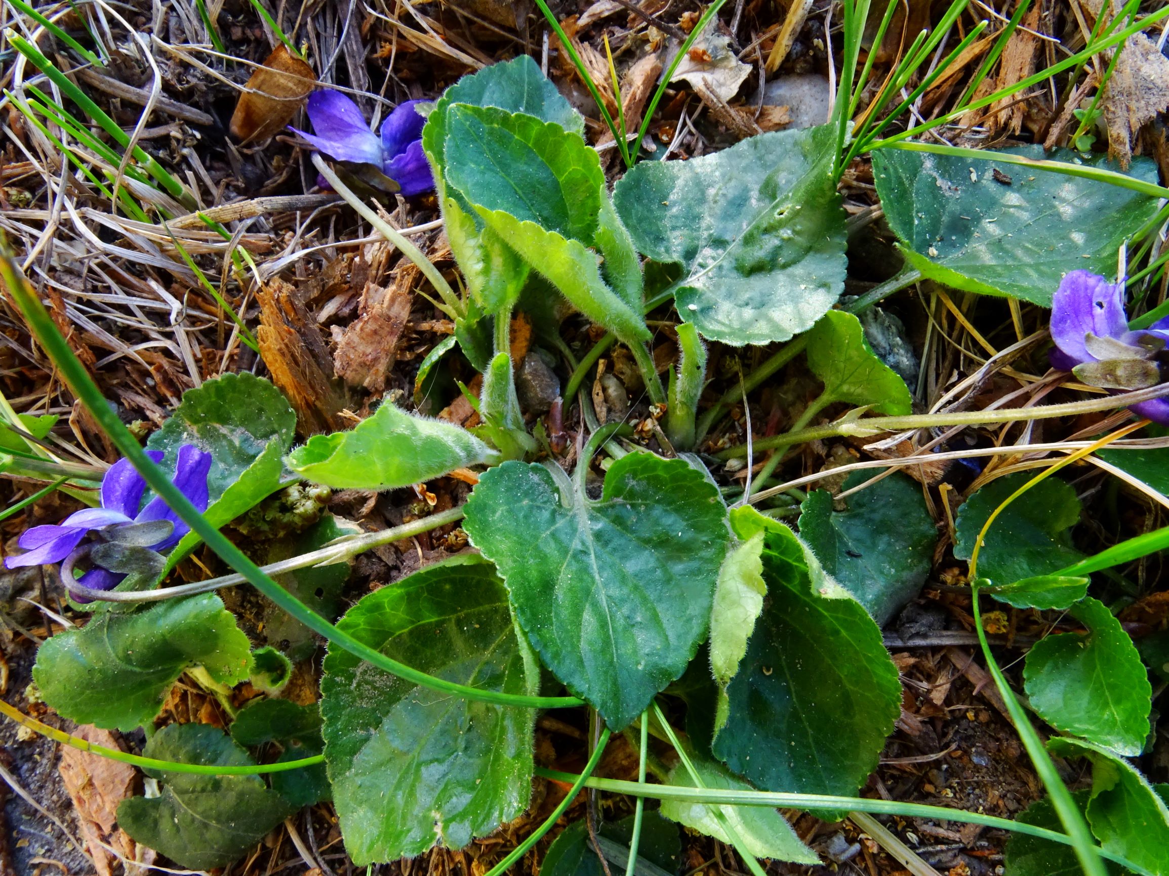 DSC08033 prellenkirchen viola suavis oder s. x odorata.JPG