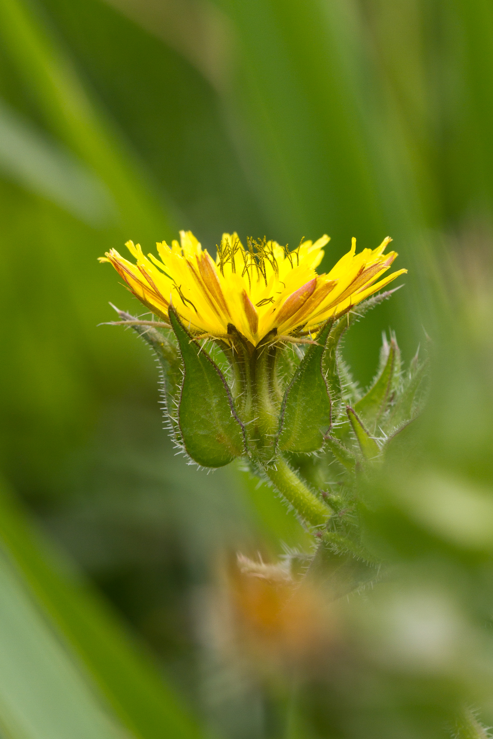 Asteraceae_Helminthotheca echioides 1-2.jpg