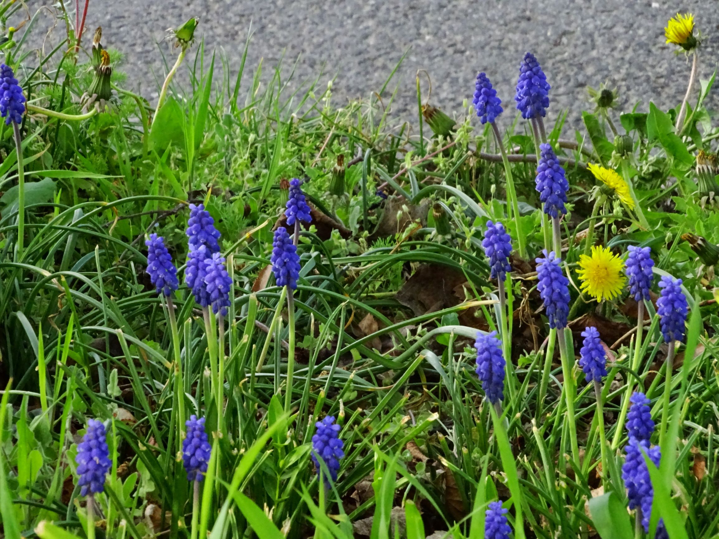 DSC08035 prellenkirchen muscari armeniacum, taraxacum officinale agg..JPG