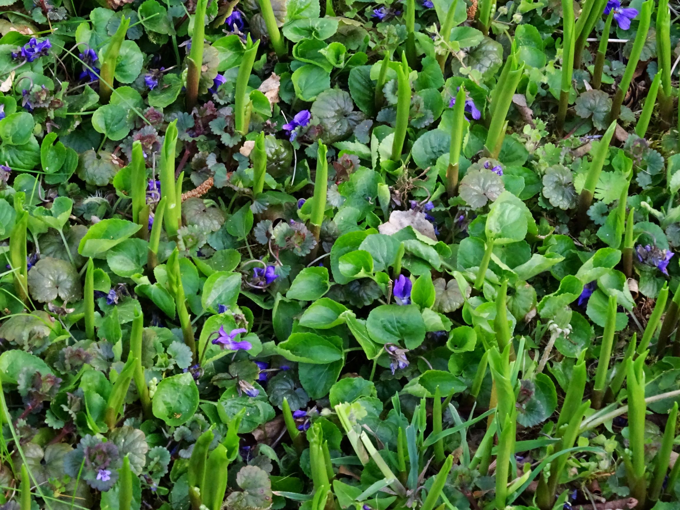 DSC08036 prellenkirchen viola odarata (x suavis).JPG