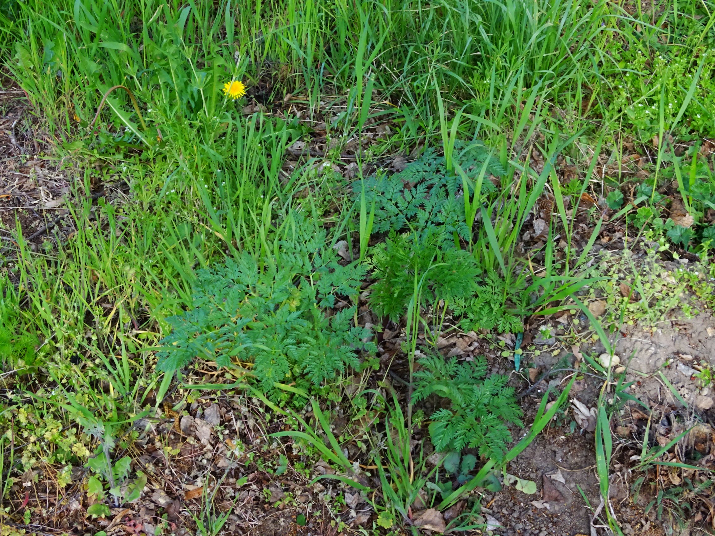 DSC08037 prellenkirchen conium maculatum.JPG