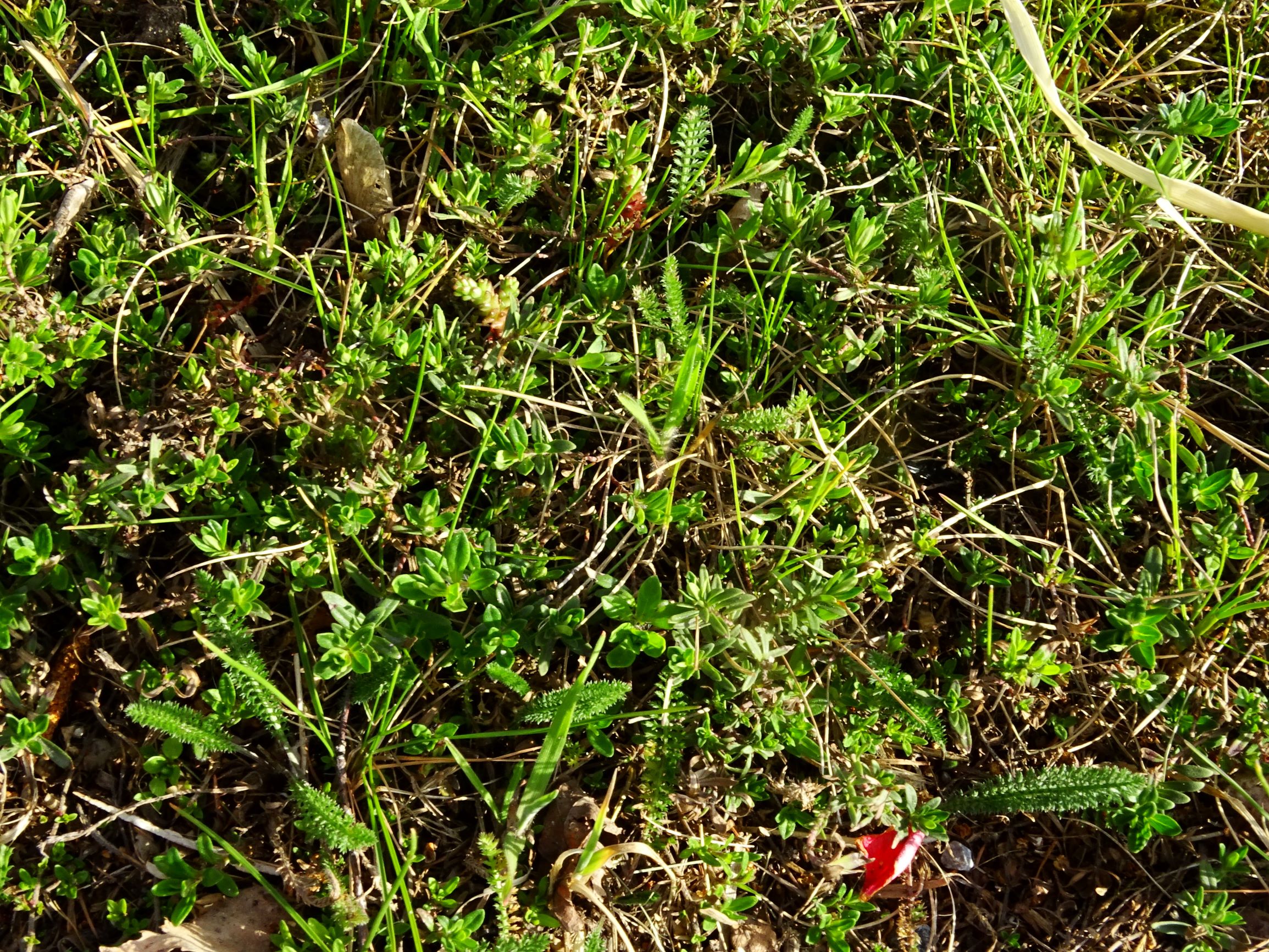 DSC08045  prellenkirchen thymus.JPG