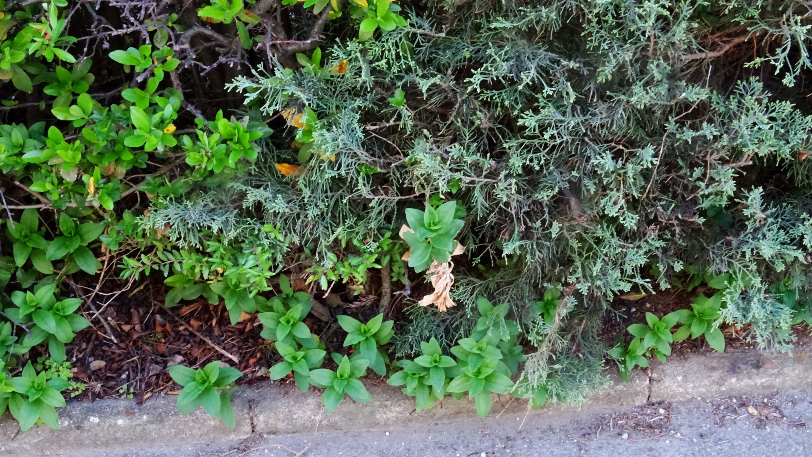 DSC08057 prellenkirchen saponaria officinalis.JPG