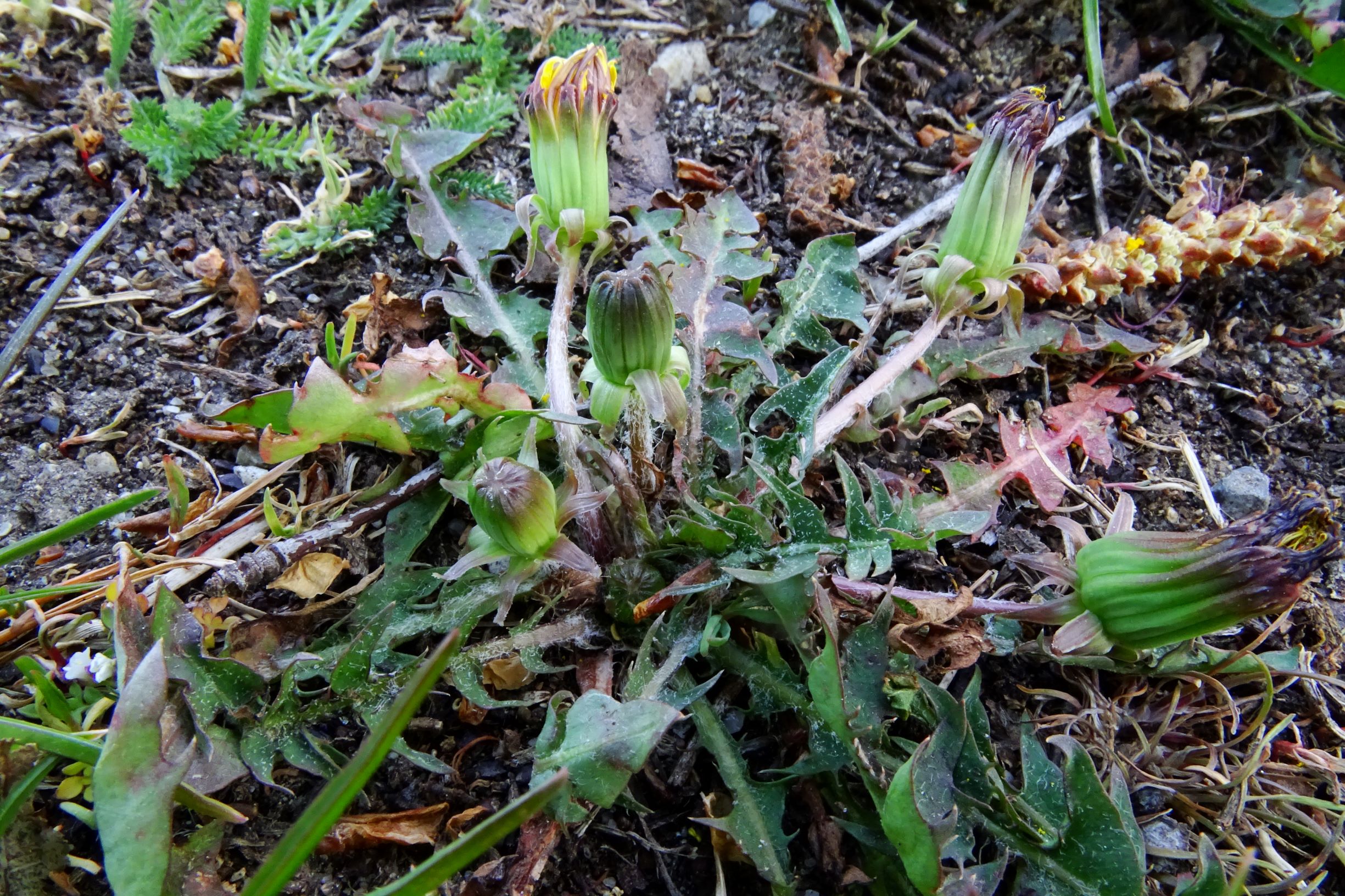 DSC08064 prellenkirchen taraxacum laevigatum agg..JPG