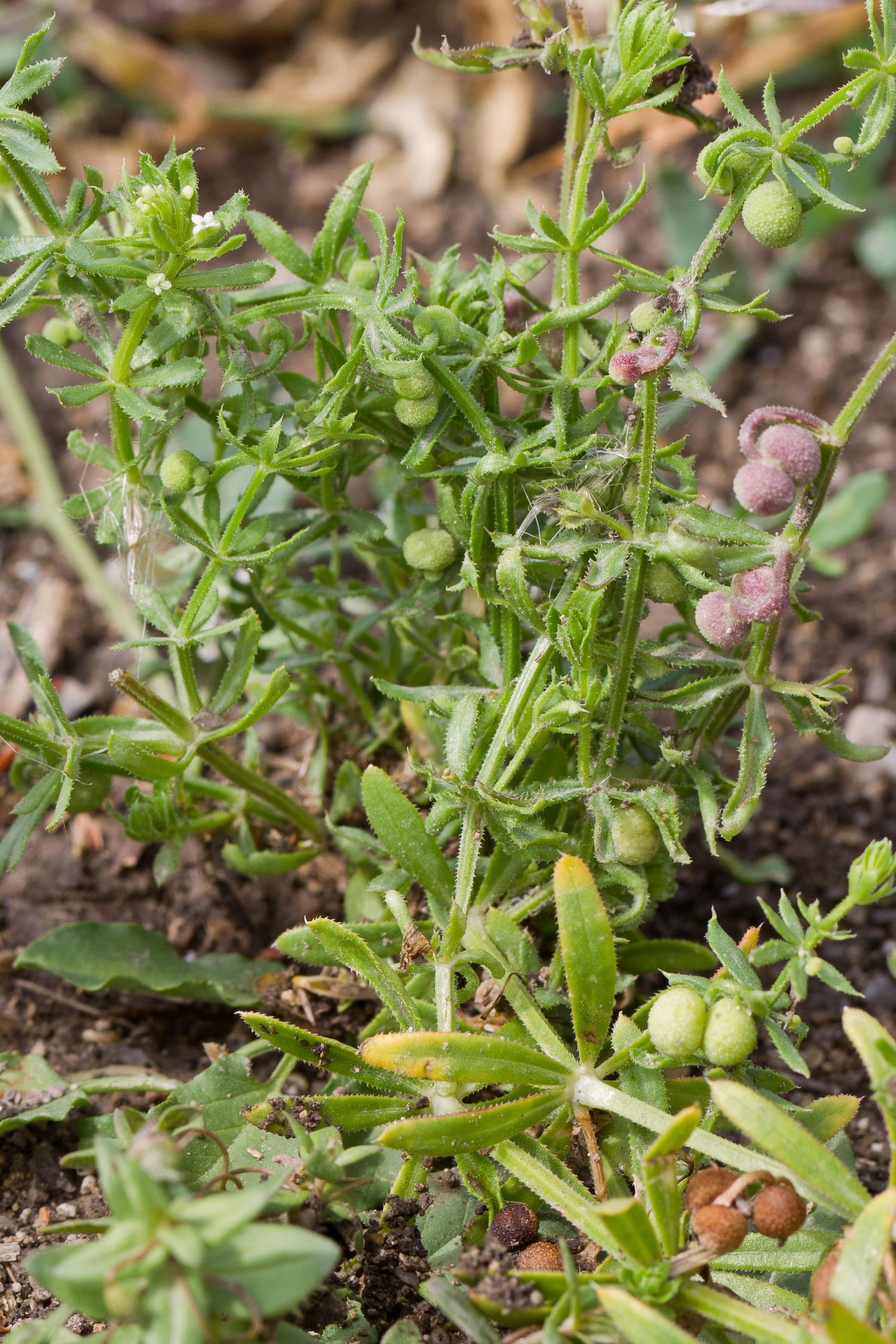 Rubiaceae_Galium tricornutum 1-2.jpg