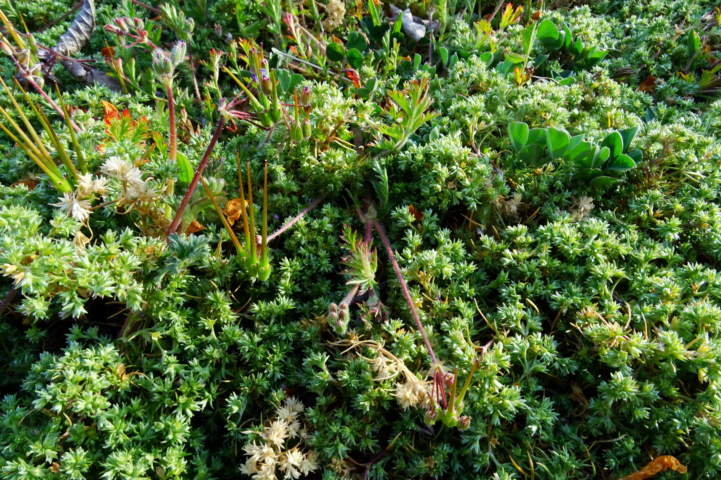 DSC08083 prellenkirchen scleranthus annuus.JPG