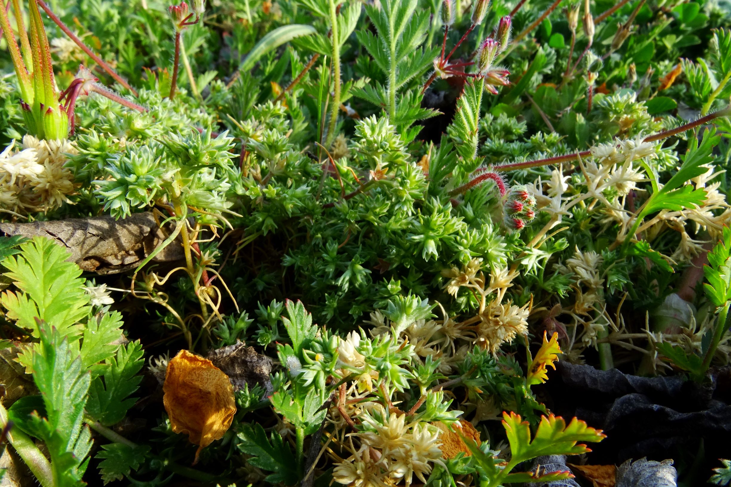 DSC08085 prellenkirchen scleranthus annuus.JPG