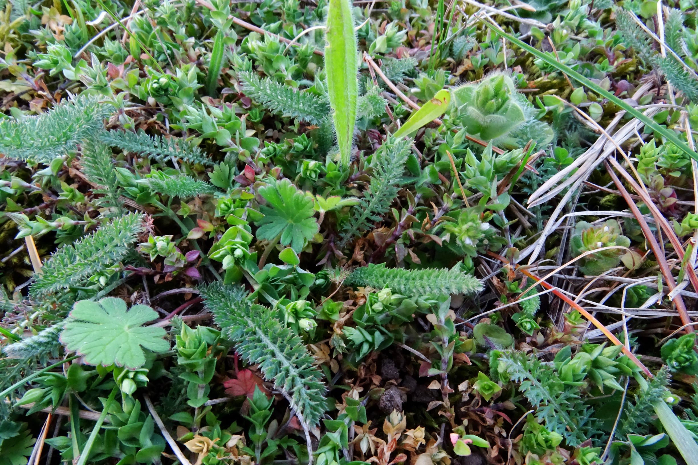 DSC08098 prellenkirchen arenaria serpyllifolia, cerastium glomeratum etc..JPG