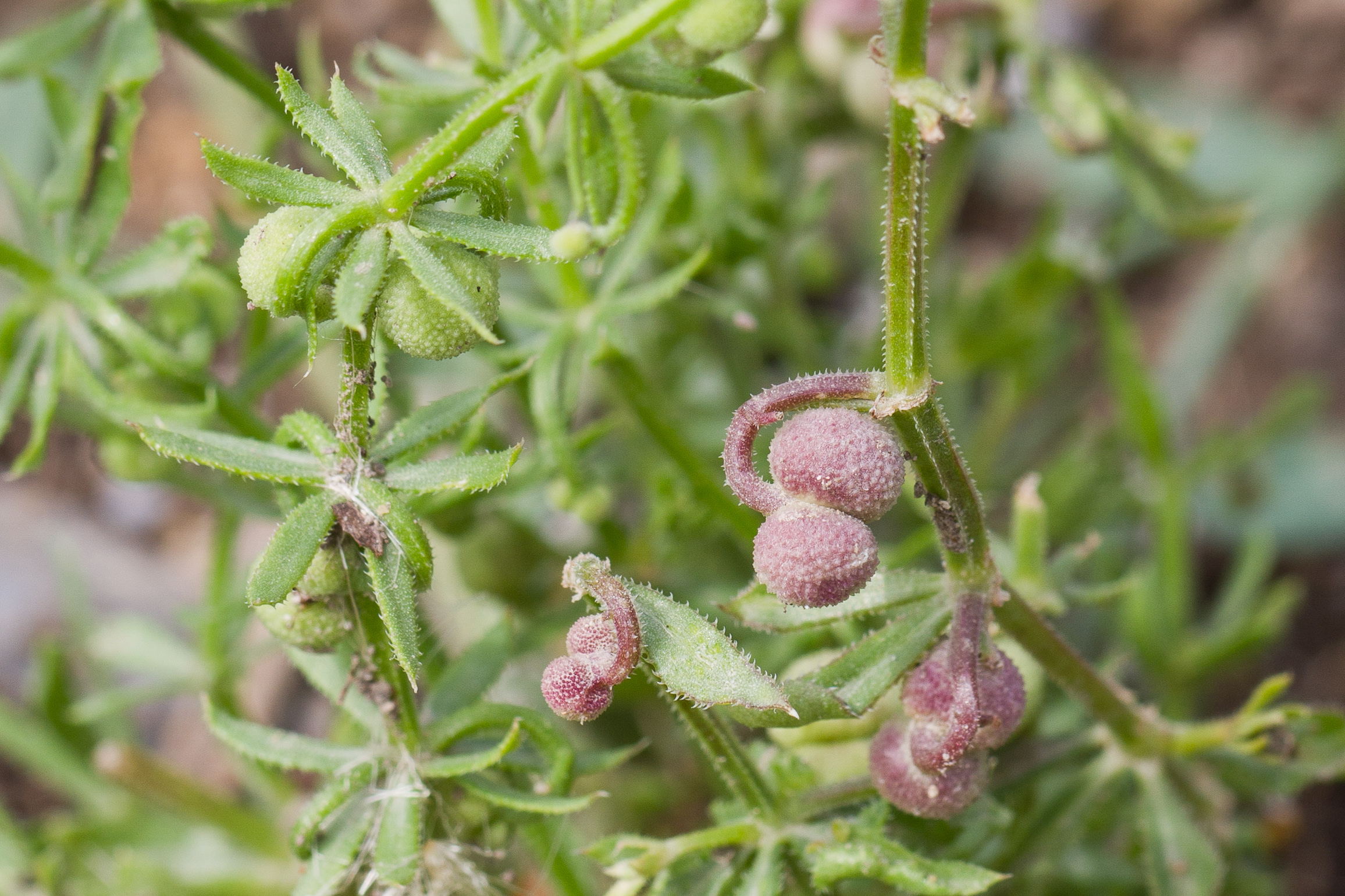 Rubiaceae_Galium tricornutum Frucht 1-2.jpg