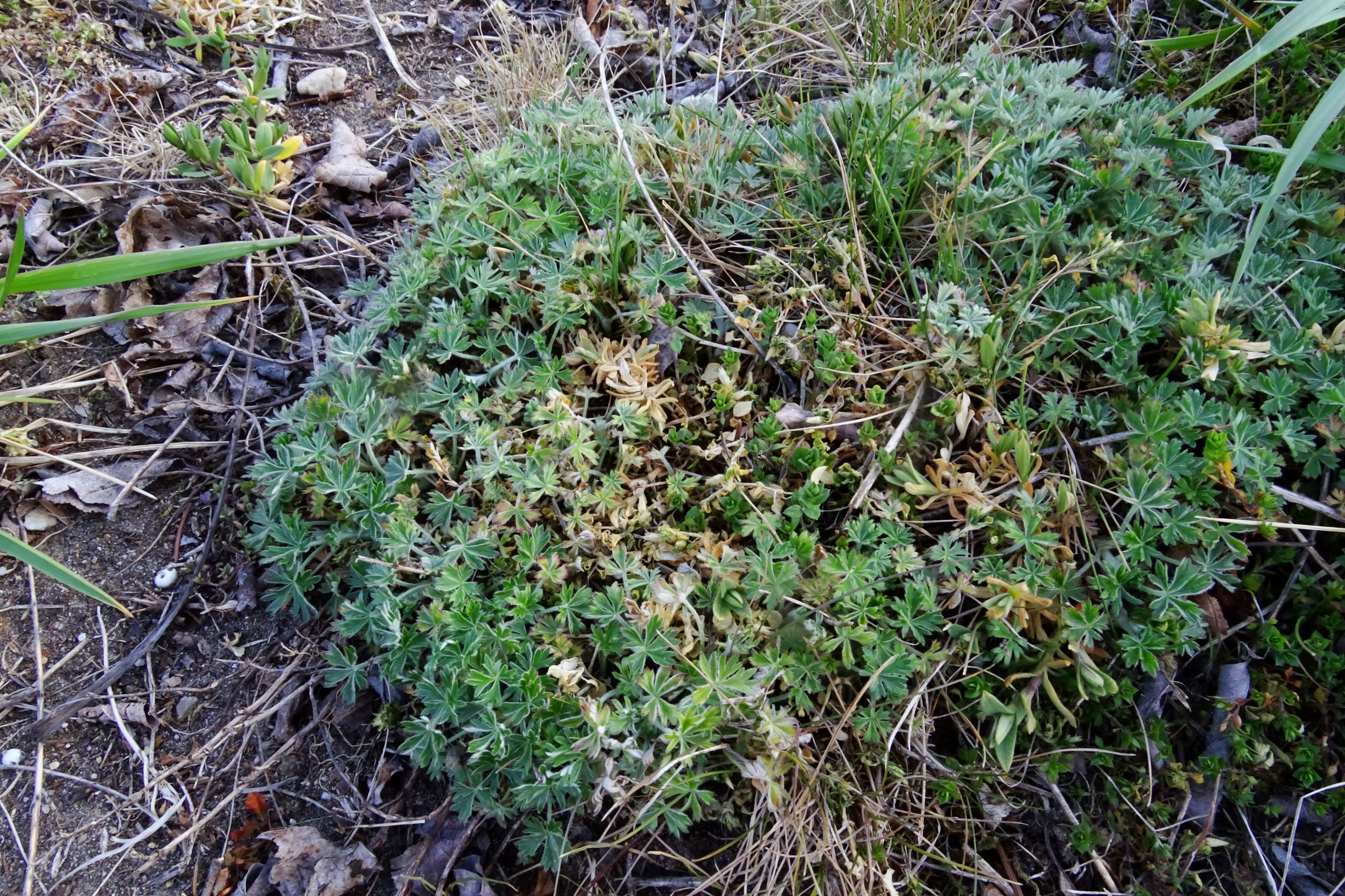 DSC08123 prellenkirchen potentilla sp..JPG