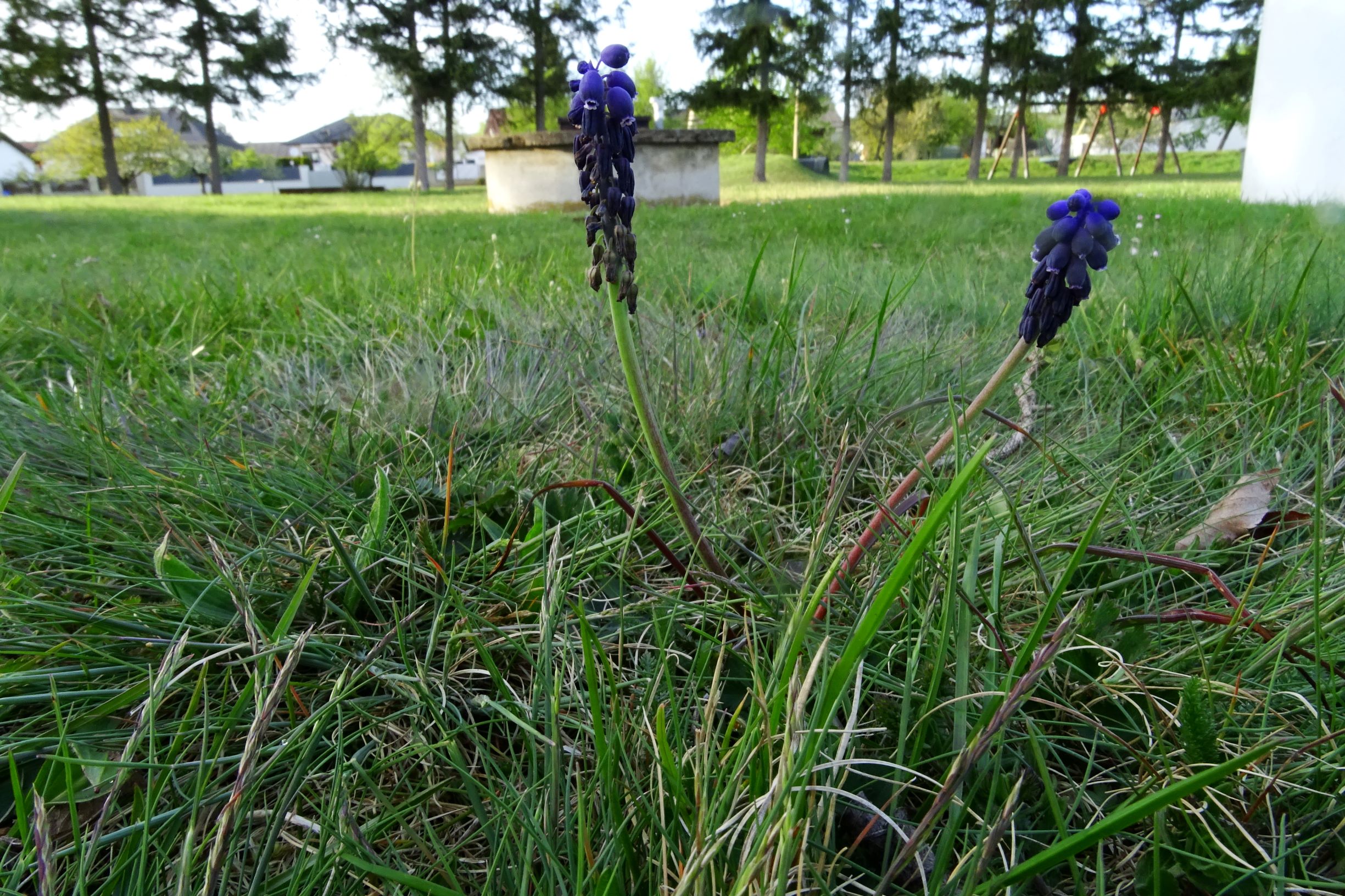 DSC08125 prellenkirchen muscari neglectum.JPG