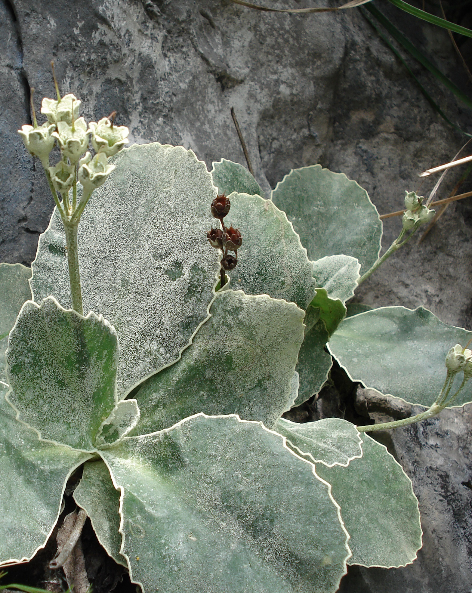 Primula.auricula.St-Wölkerkogel.27.6.19.JPG