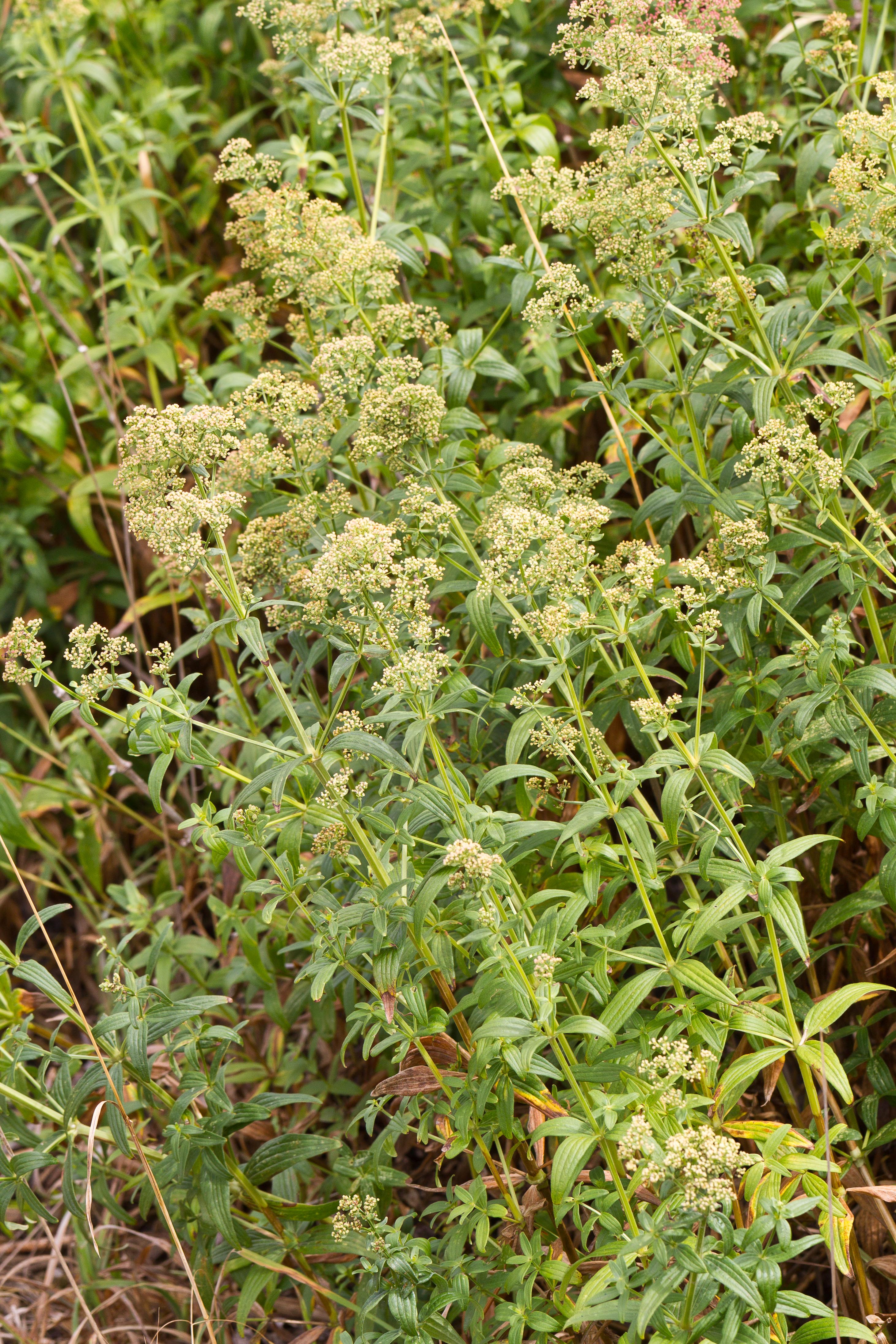 Rubiaceae_Galium rubioides cf 1-2.jpg