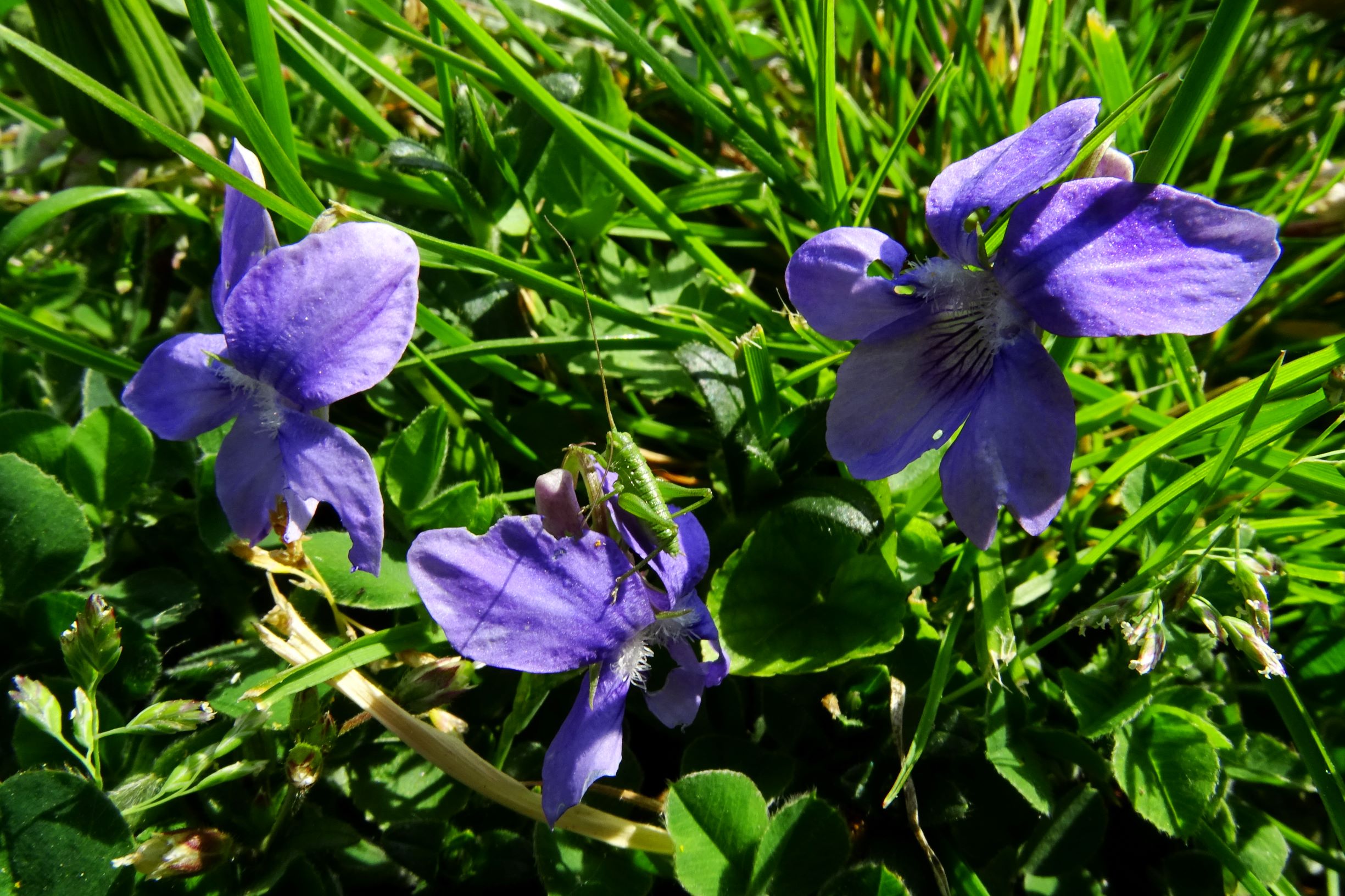 DSC08499 viola riviniana x (cf.).JPG