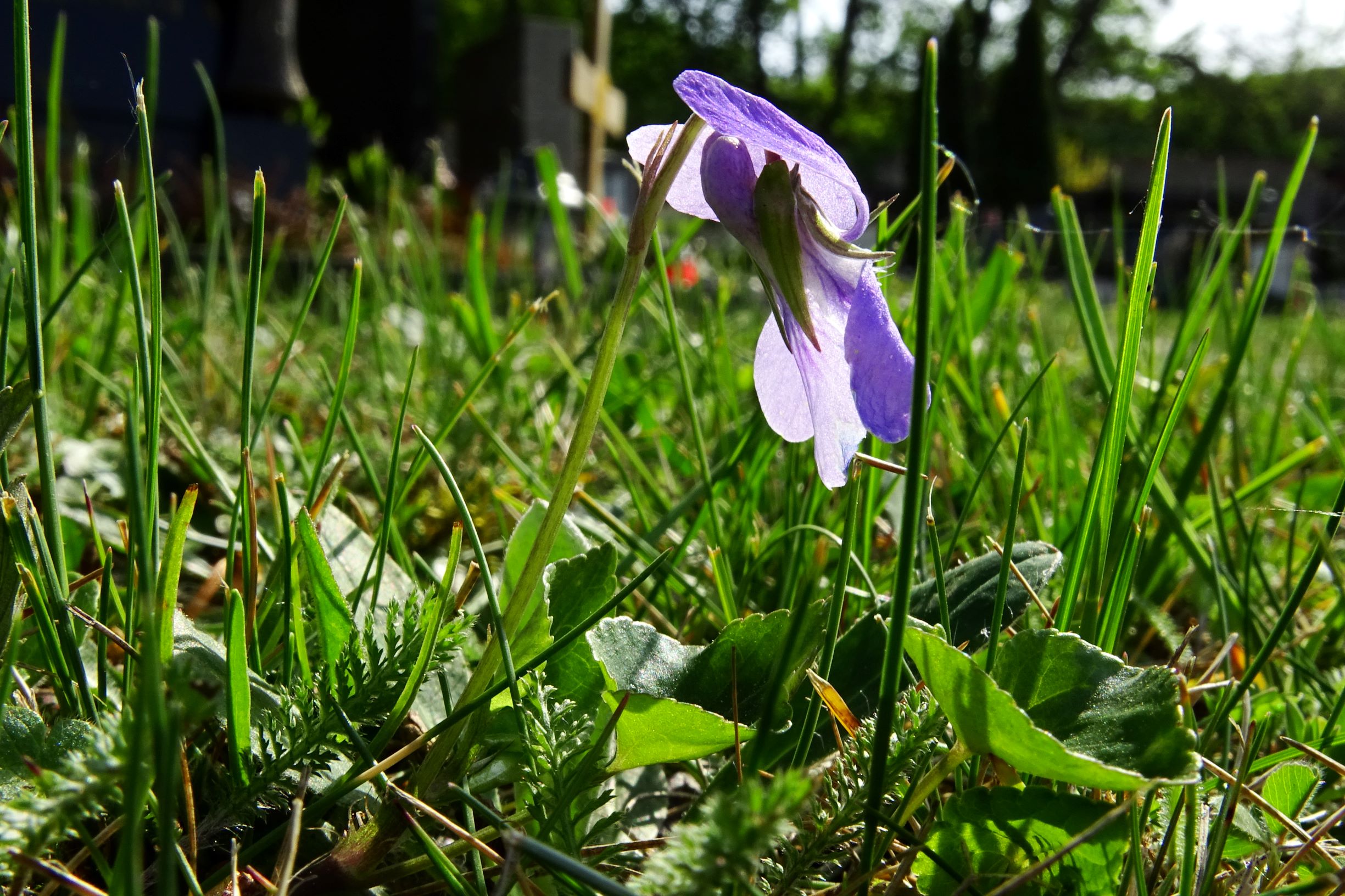 DSC08693 viola riviniana x (cf.).JPG