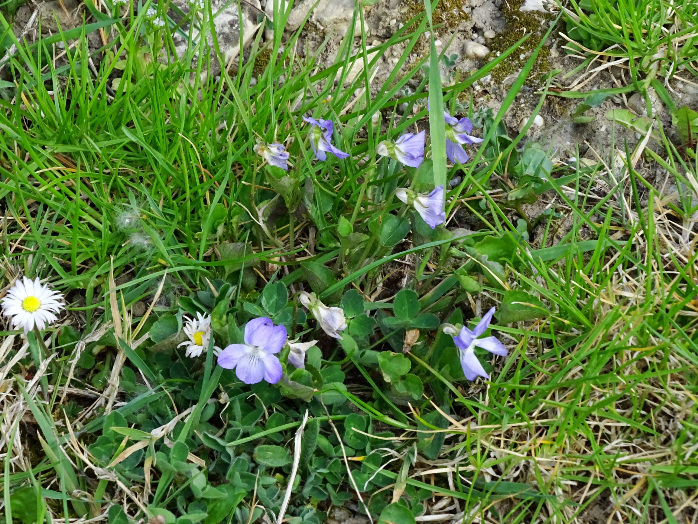 DSC08733 viola riviniana.JPG