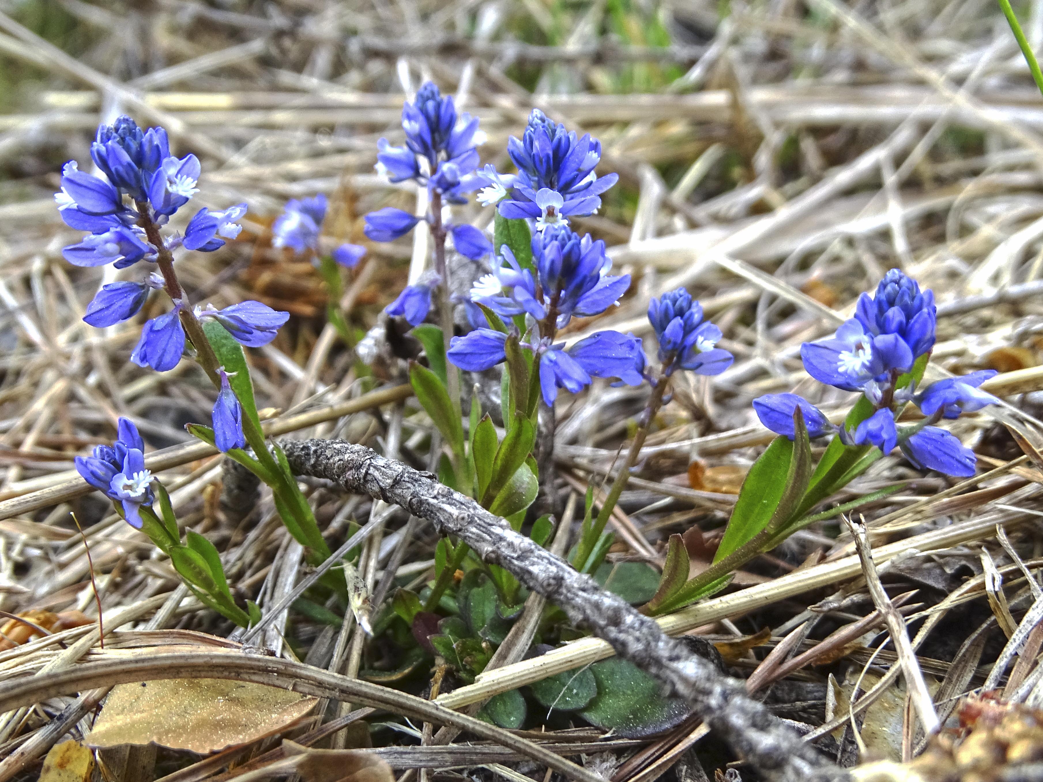 Polygala amara_pfaffenkogel.jpg