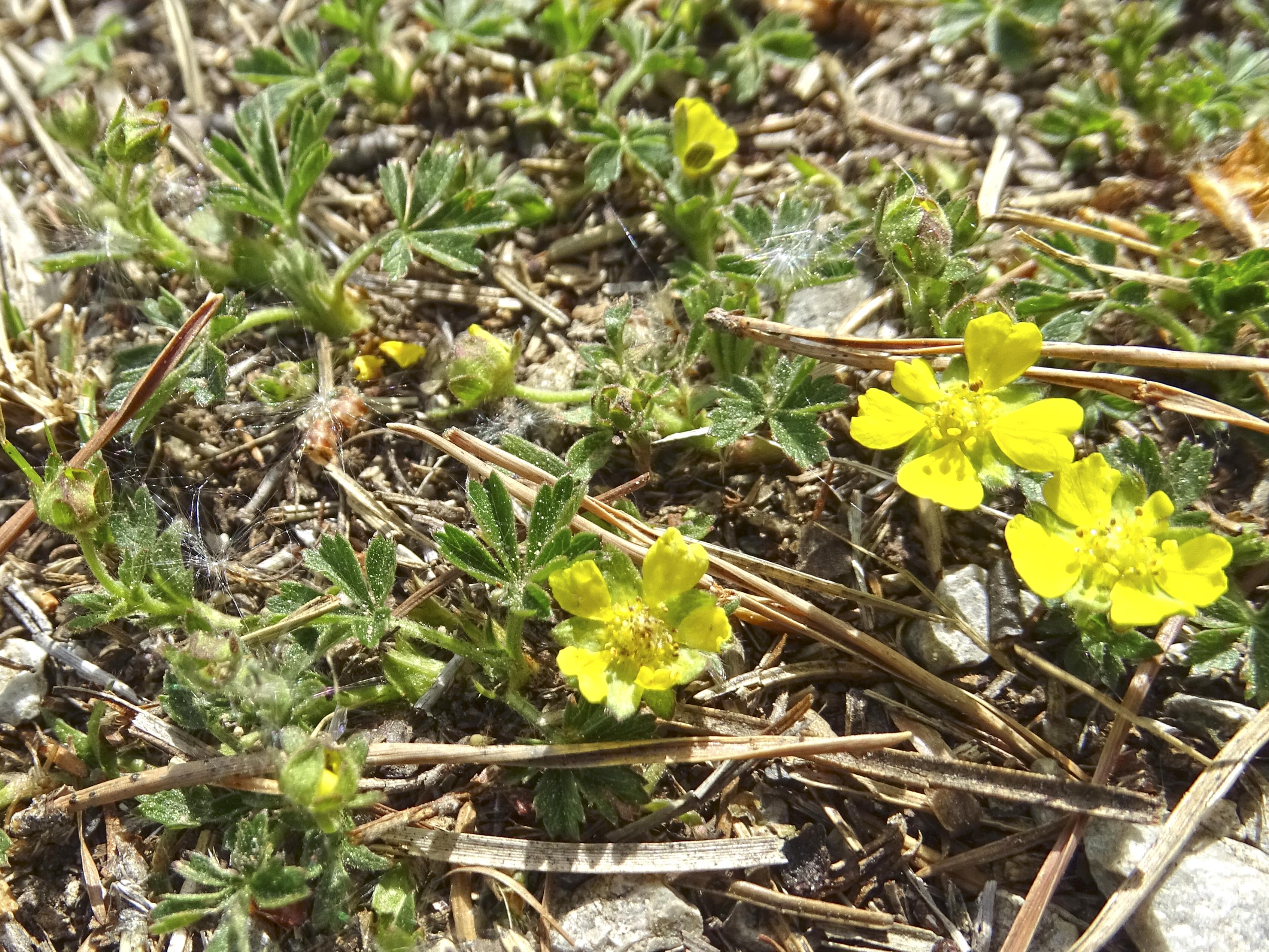 Potentilla_pfaffenkogel.jpg