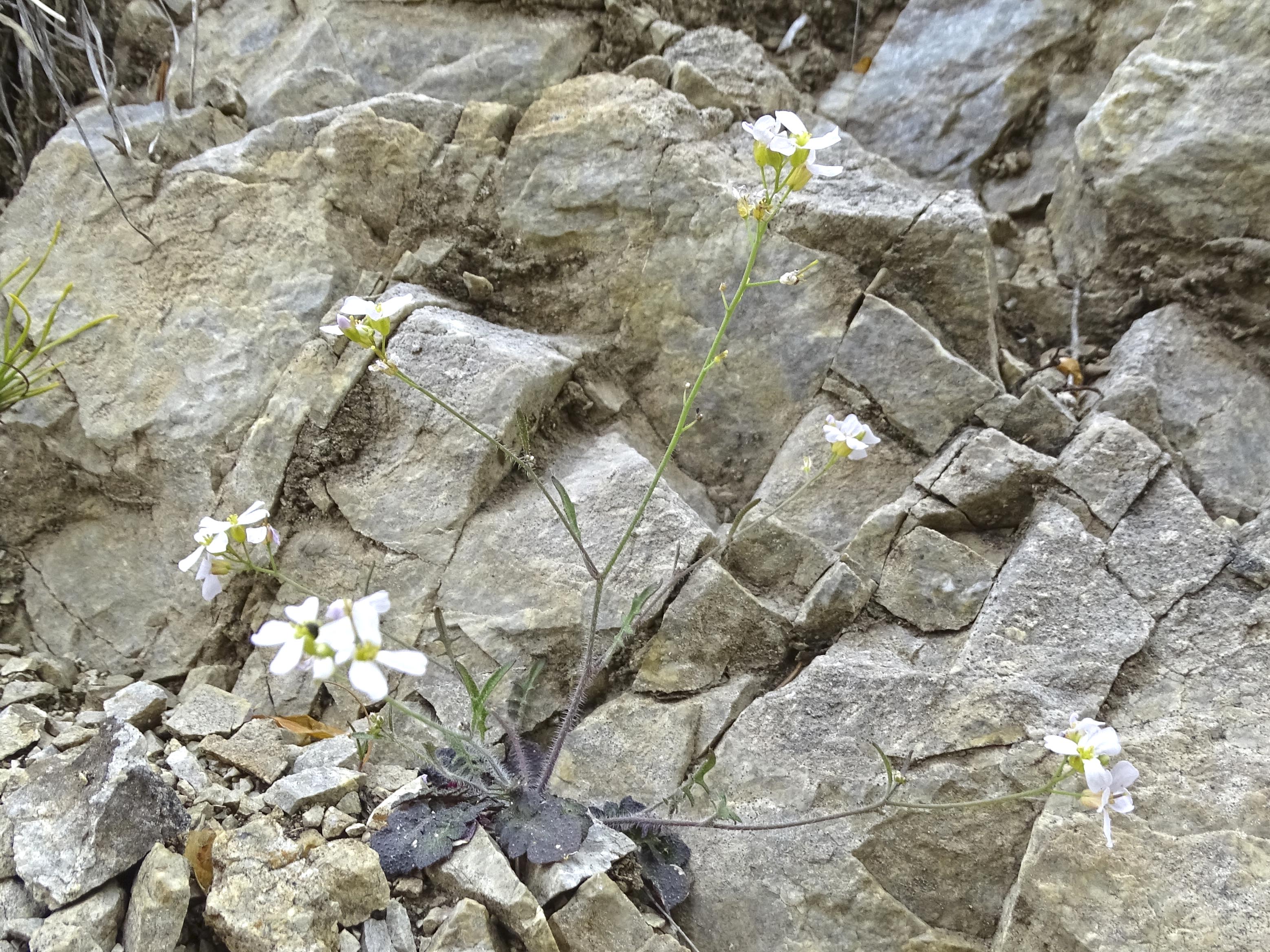 Arabidopsis arenosa_pfaffenkogel.jpg