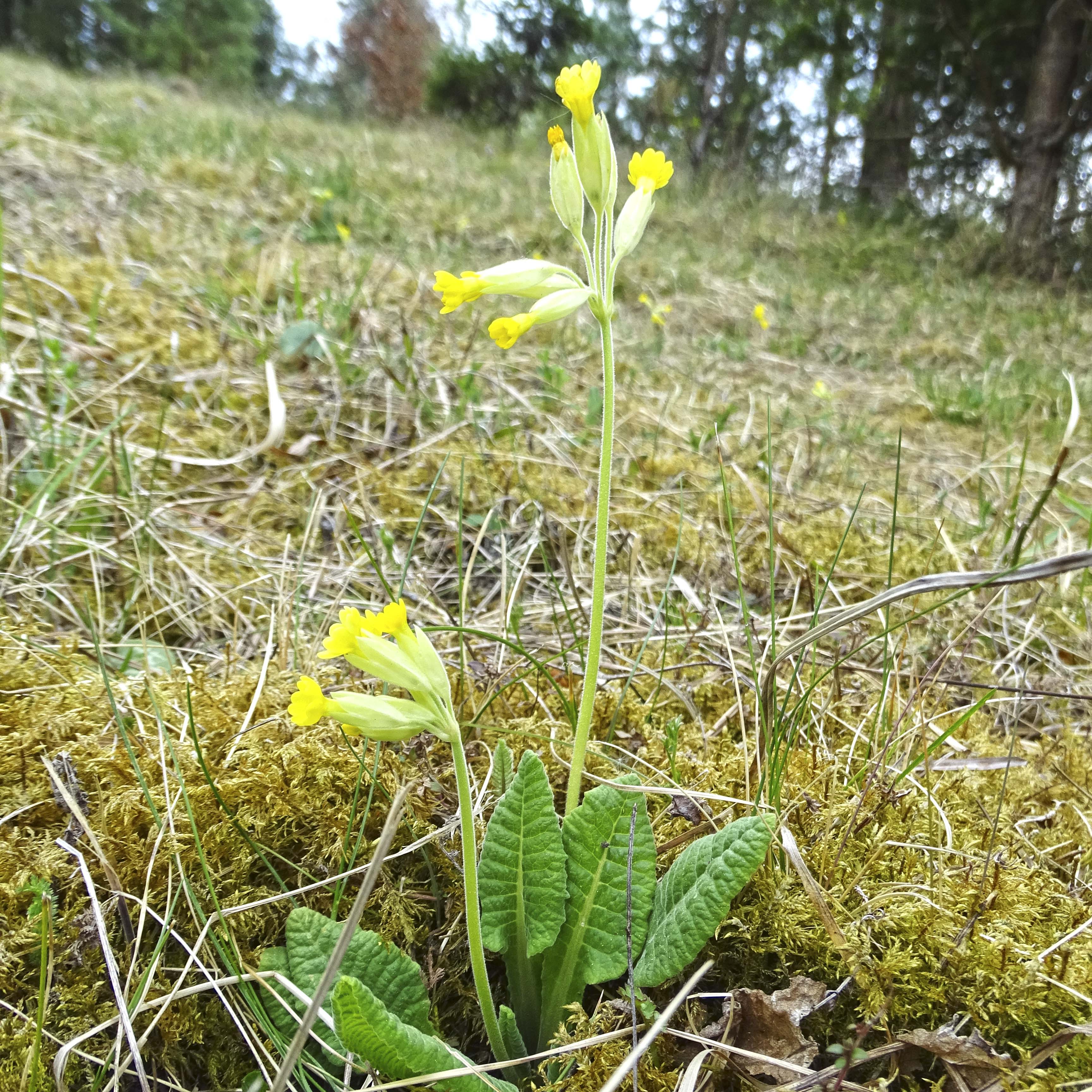 Primula elatior_pfaffenkogel.jpg