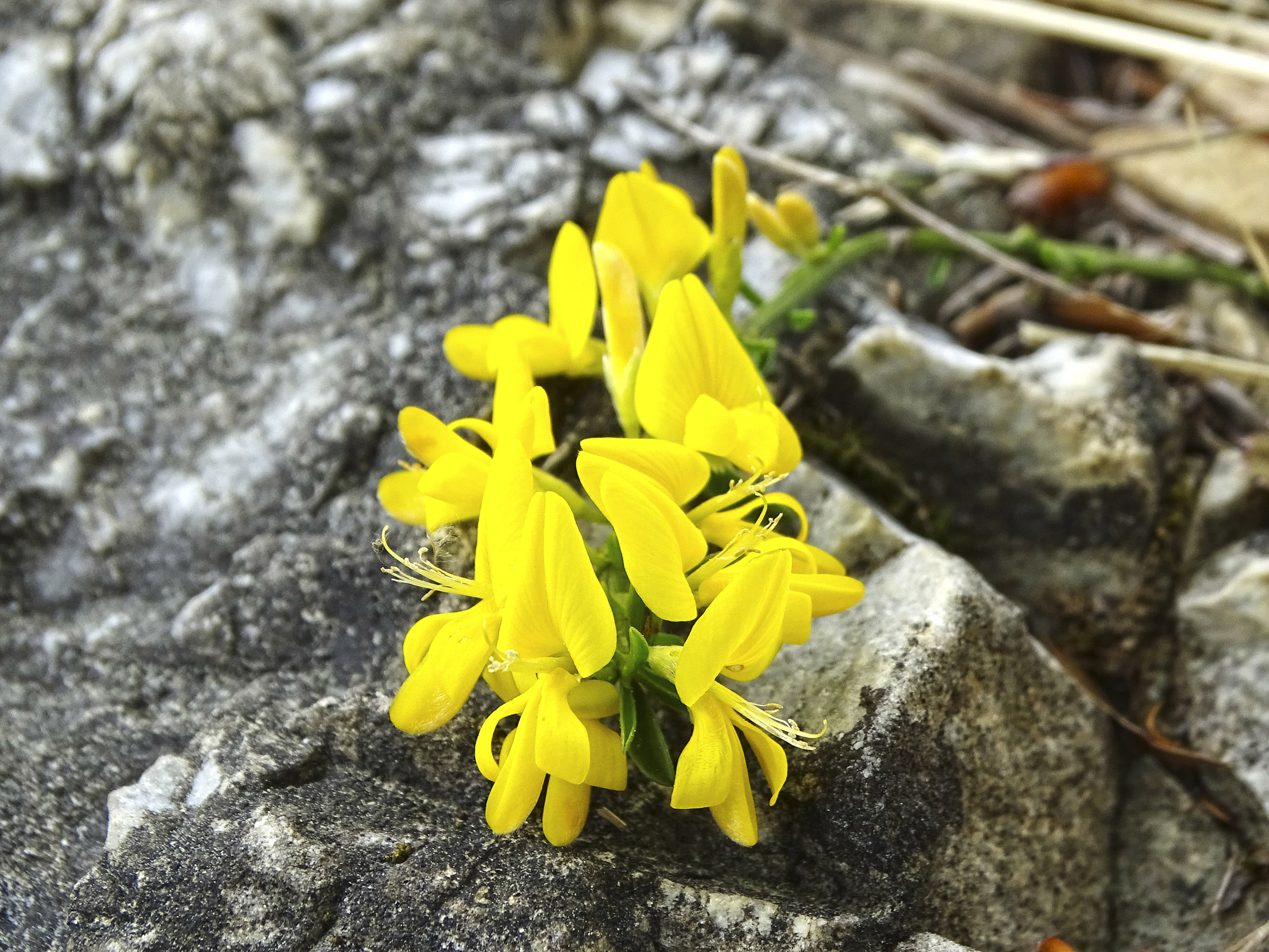 Genista pilosa_pfaffenkogel.jpg