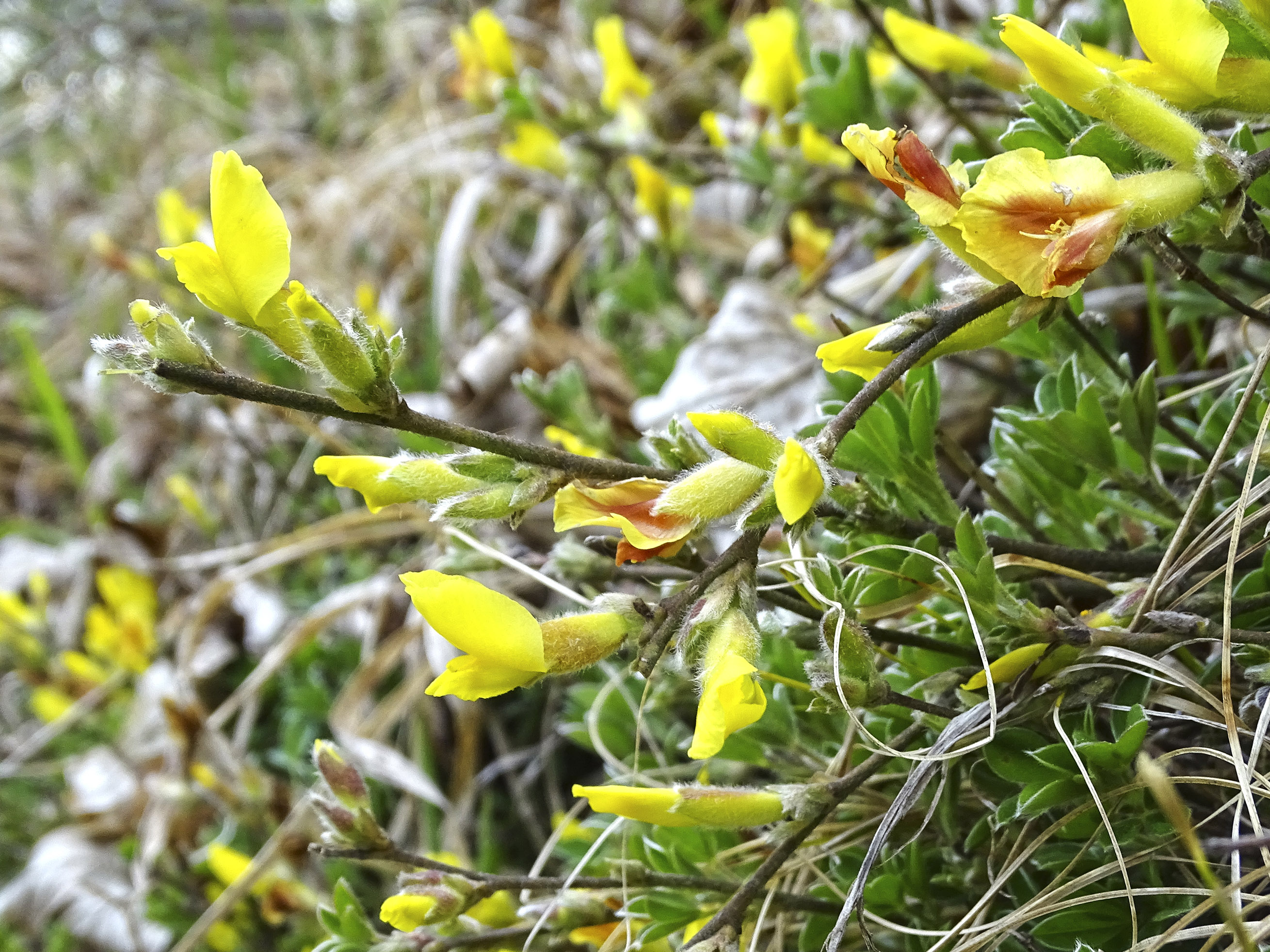 Chamaecytisus hirsutus_pfaffenkogel.jpg