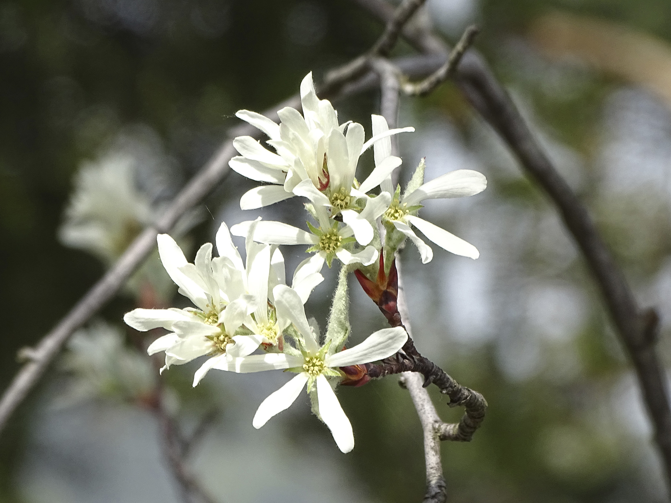 Amelanchier ovalis_pfaffenkogel.jpg