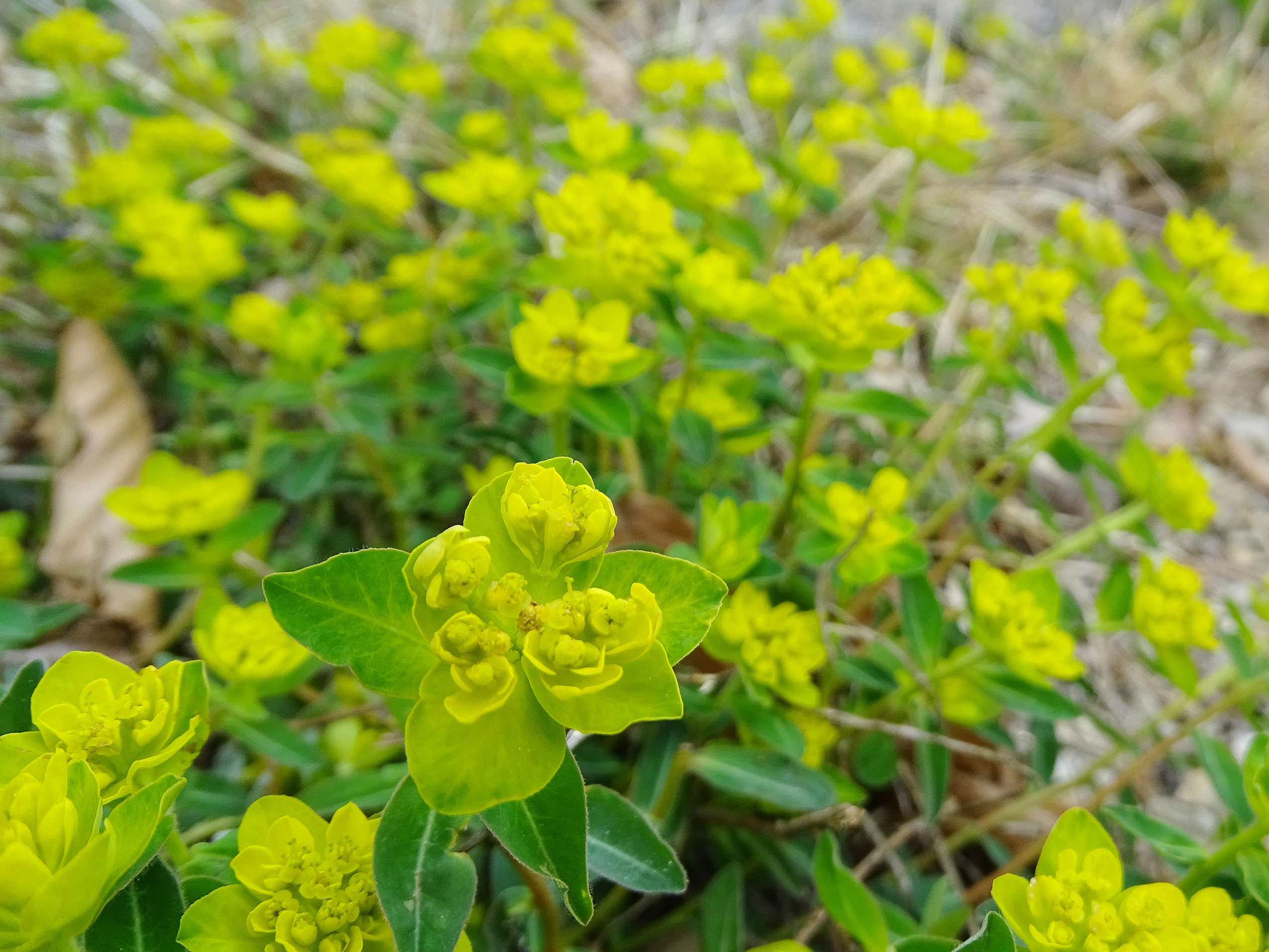 Euphorbia verrucosa_pfaffenkogel.jpg