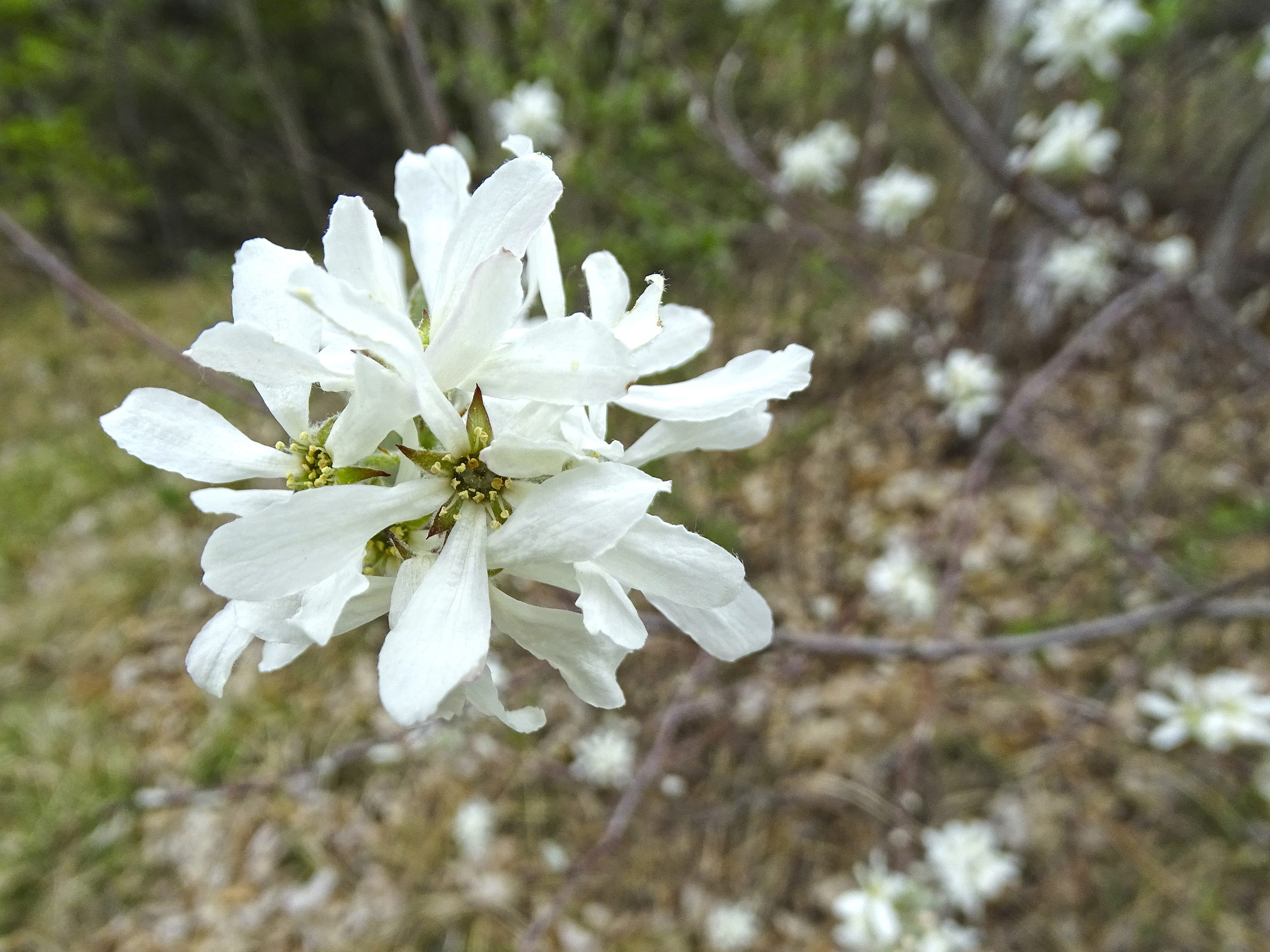 Amelanchier ovalis.jpg