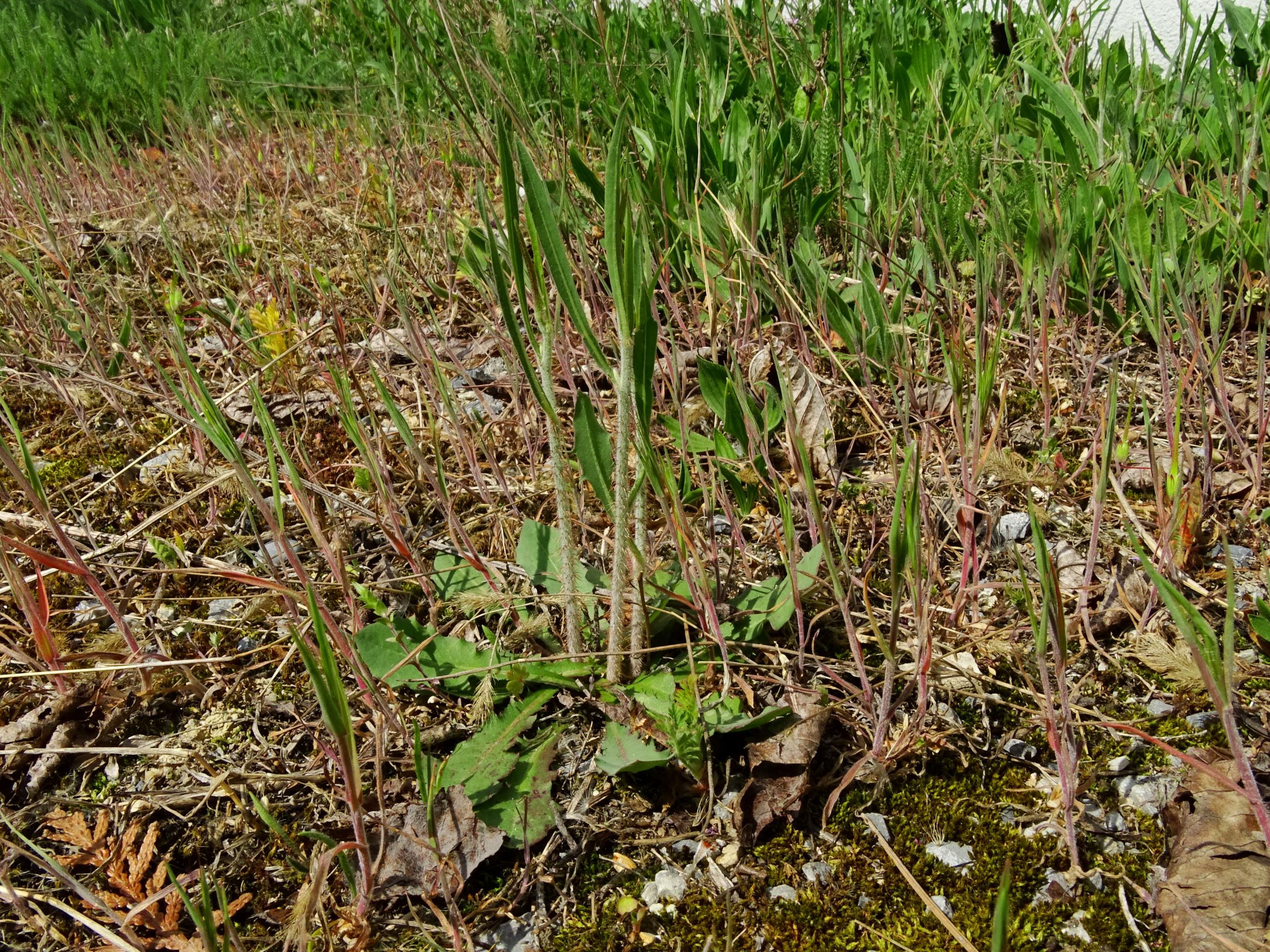 DSC08439 prellenkirchen chondrilla juncea, bromus cf. tectorum.JPG