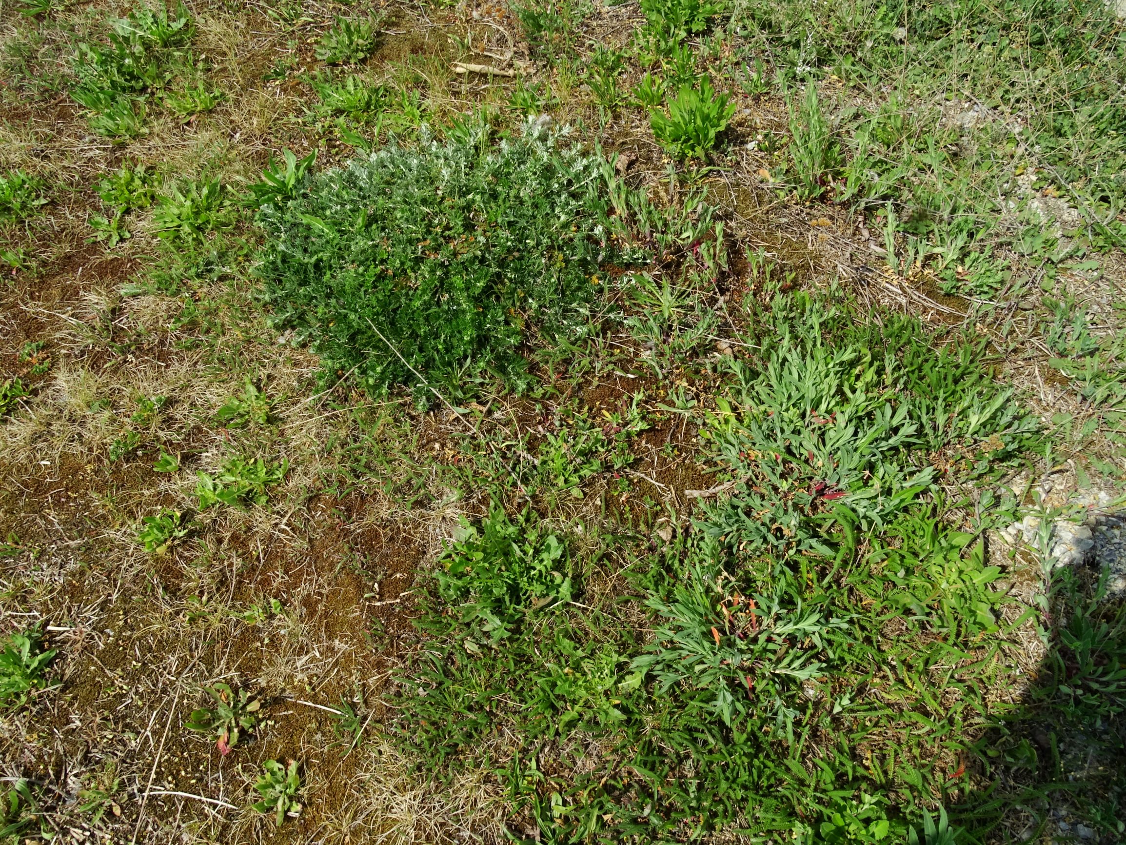 DSC08443 prellenkirchen potentilla argentea, silene vulgaris, crepis foetida.JPG