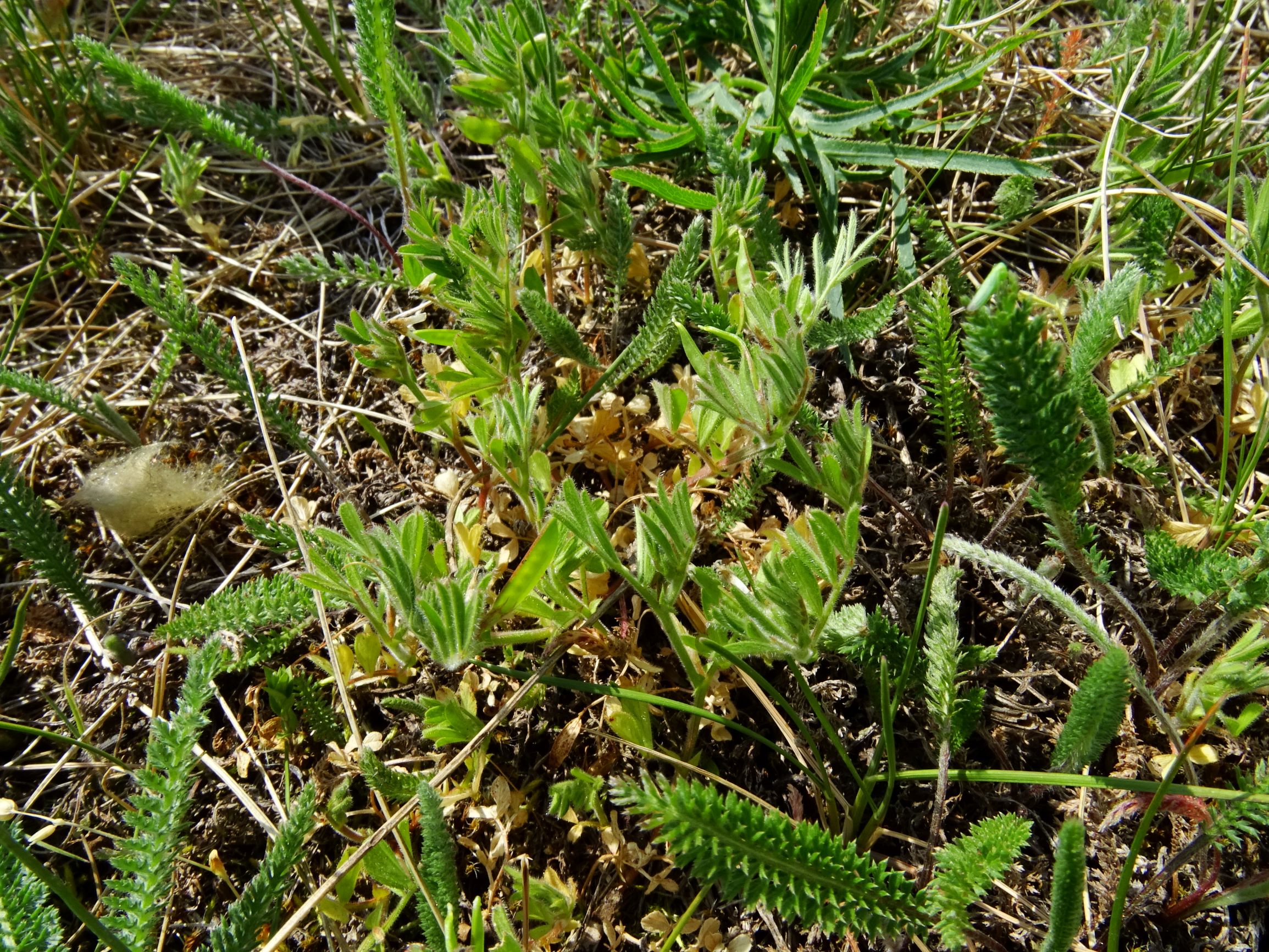 DSC08453 prellenkirchen vicia lathyroides.JPG