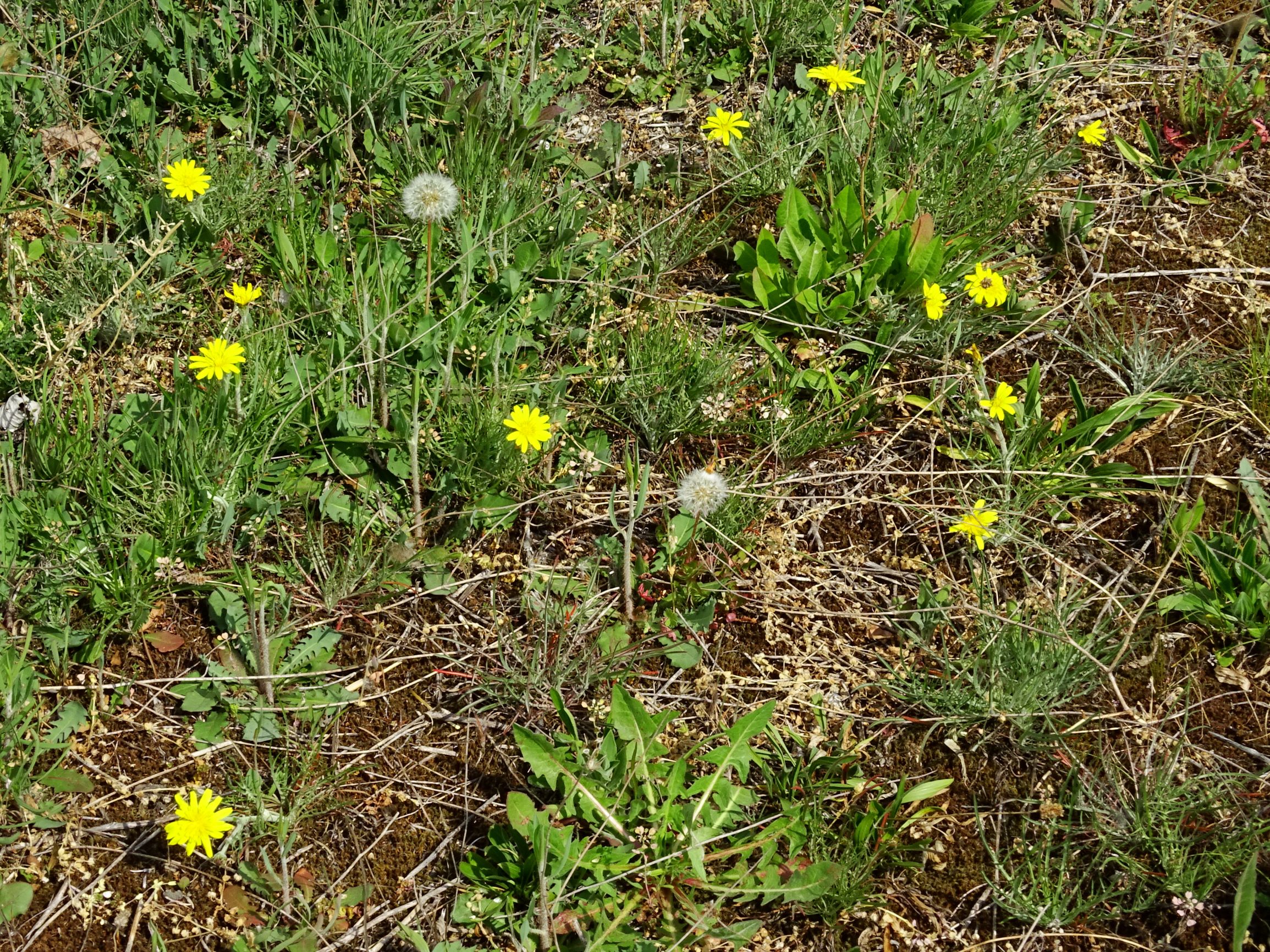 DSC08456 prellenkirchen scorzonera cana, chondrilla juncea, crepis foetida, microthlaspi perfoliatum.JPG