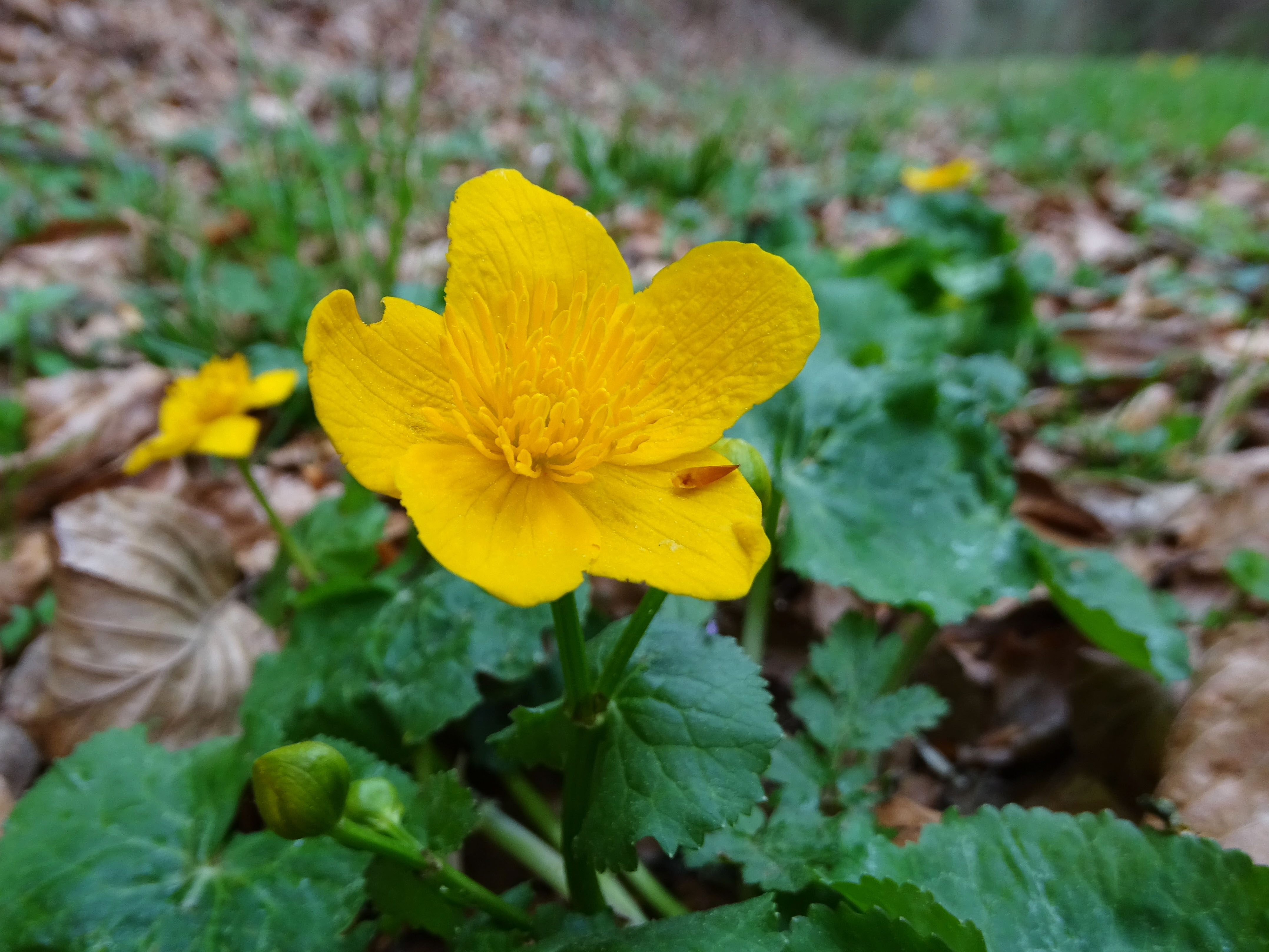 Caltha palustris_stuebingbach.jpg