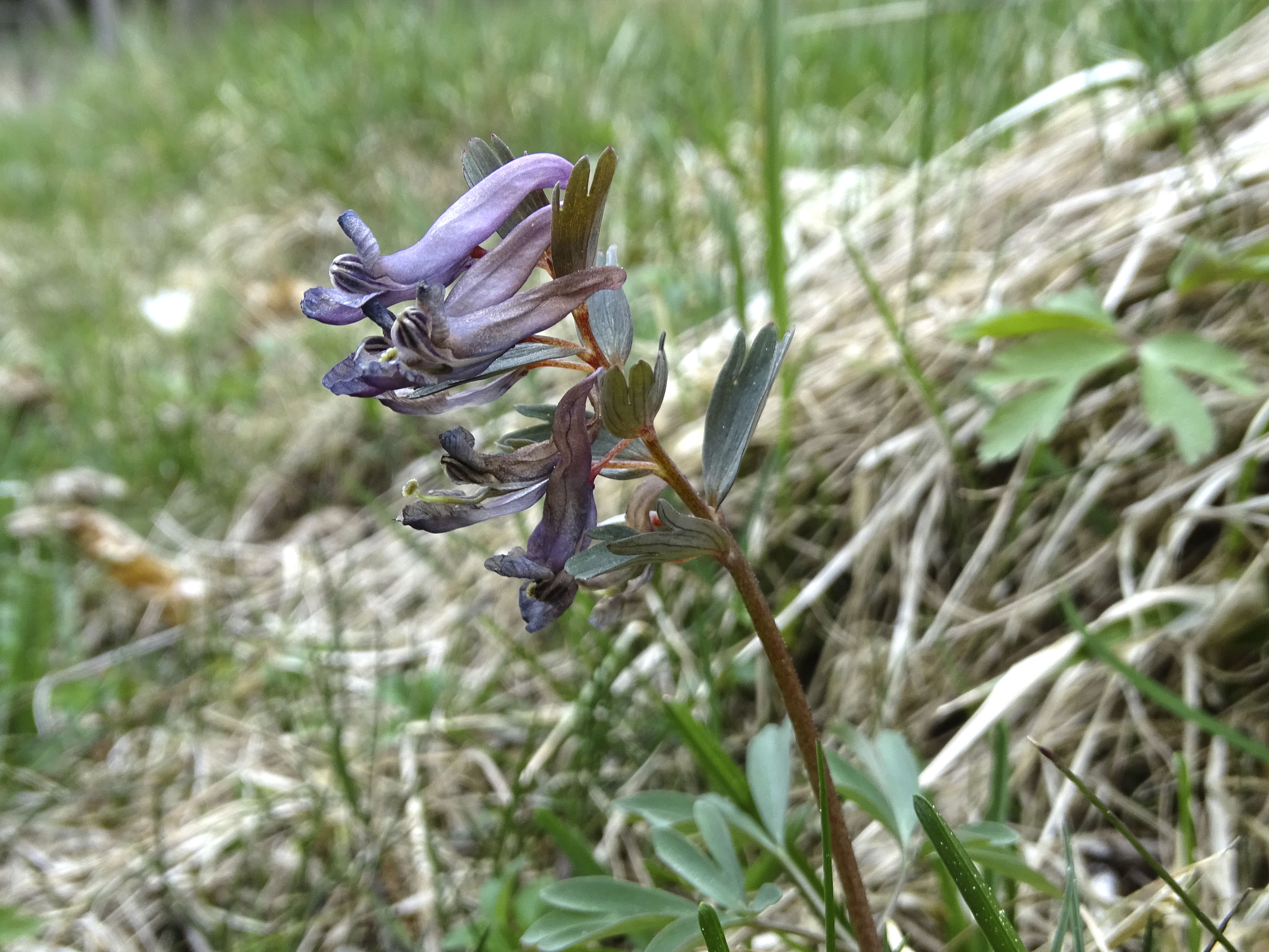 Corydalis solida.jpg