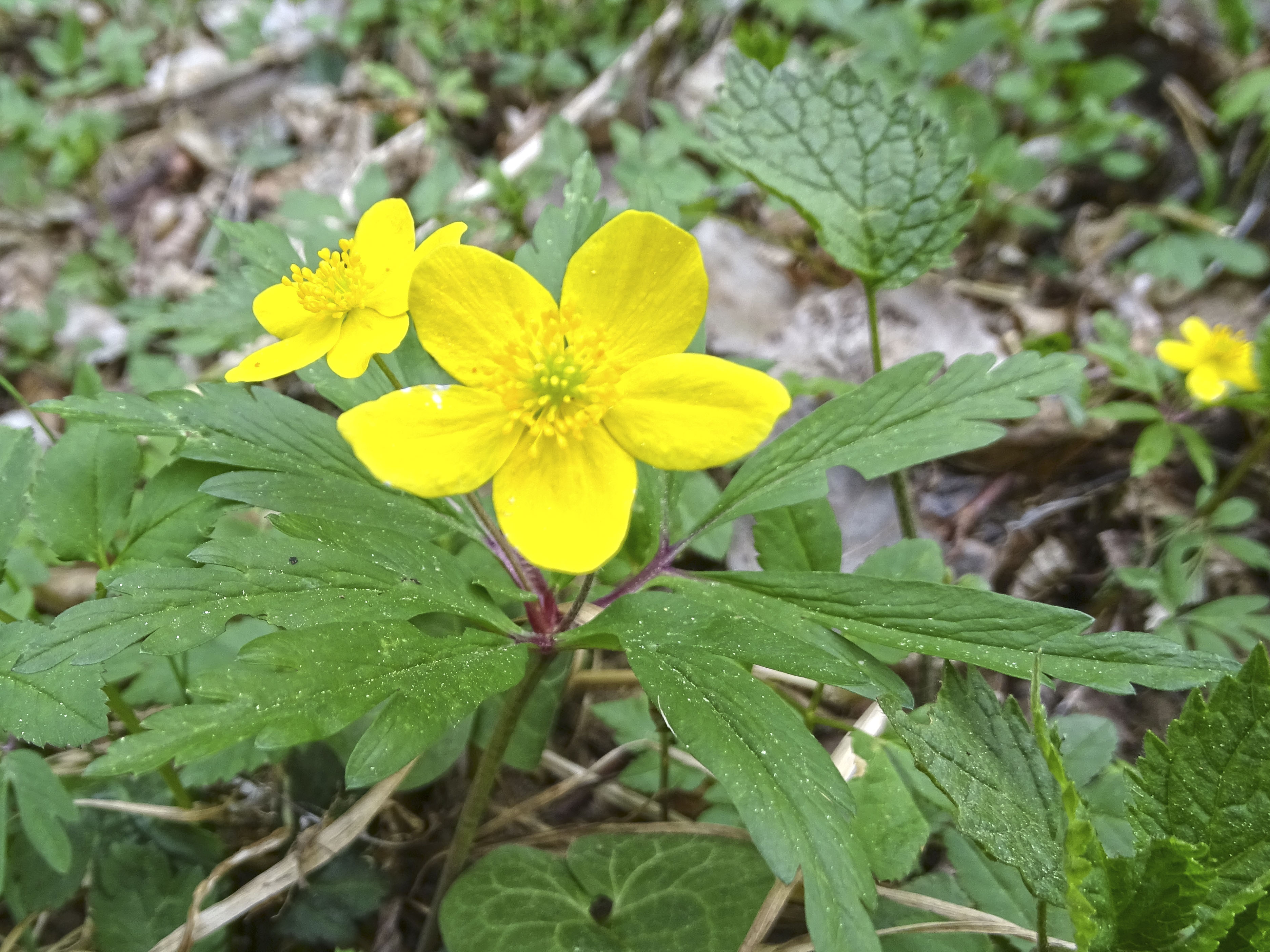 Anemone ranunculoides_stübing.jpg