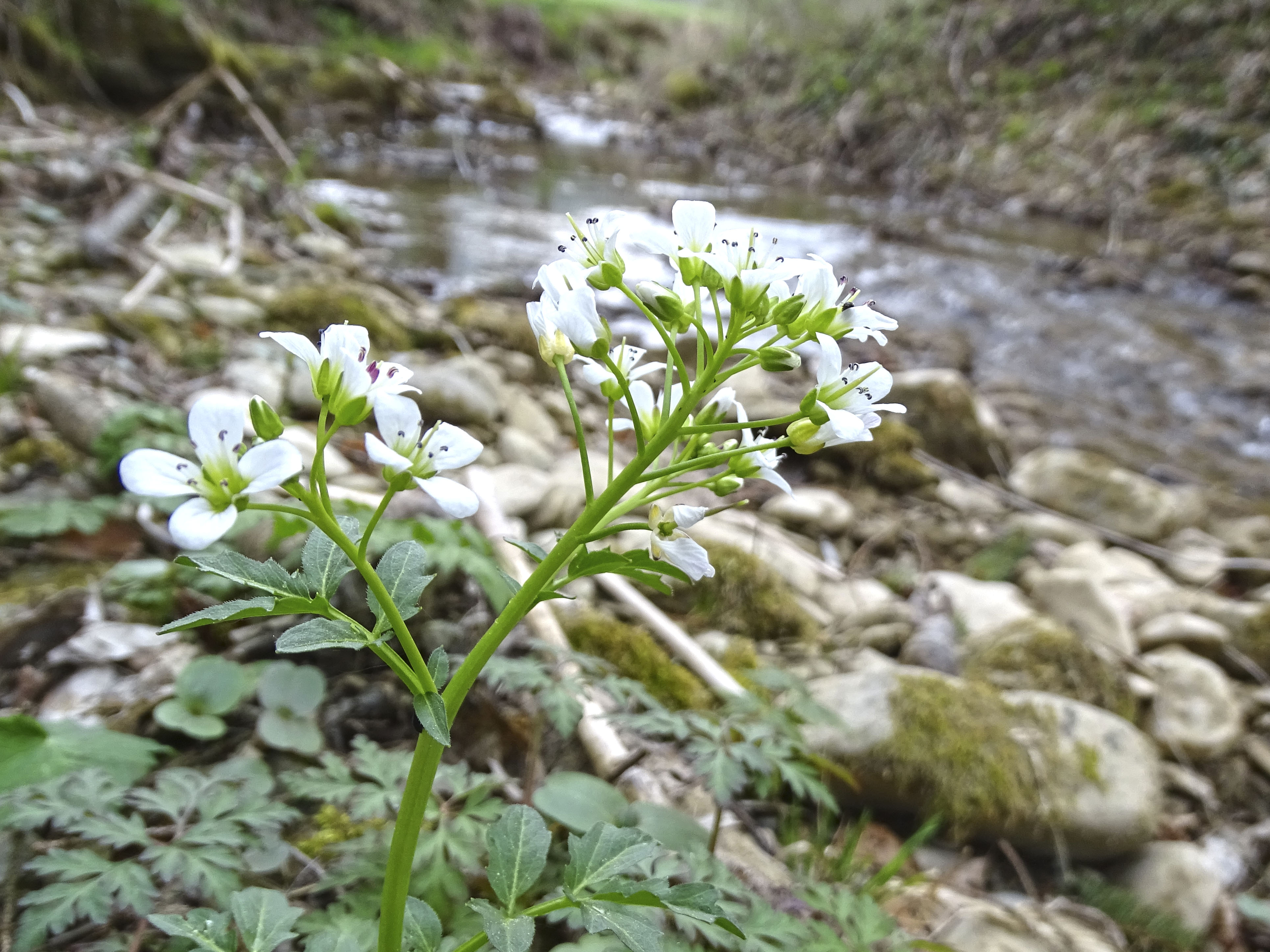 Cardamine amara_stübing.jpg