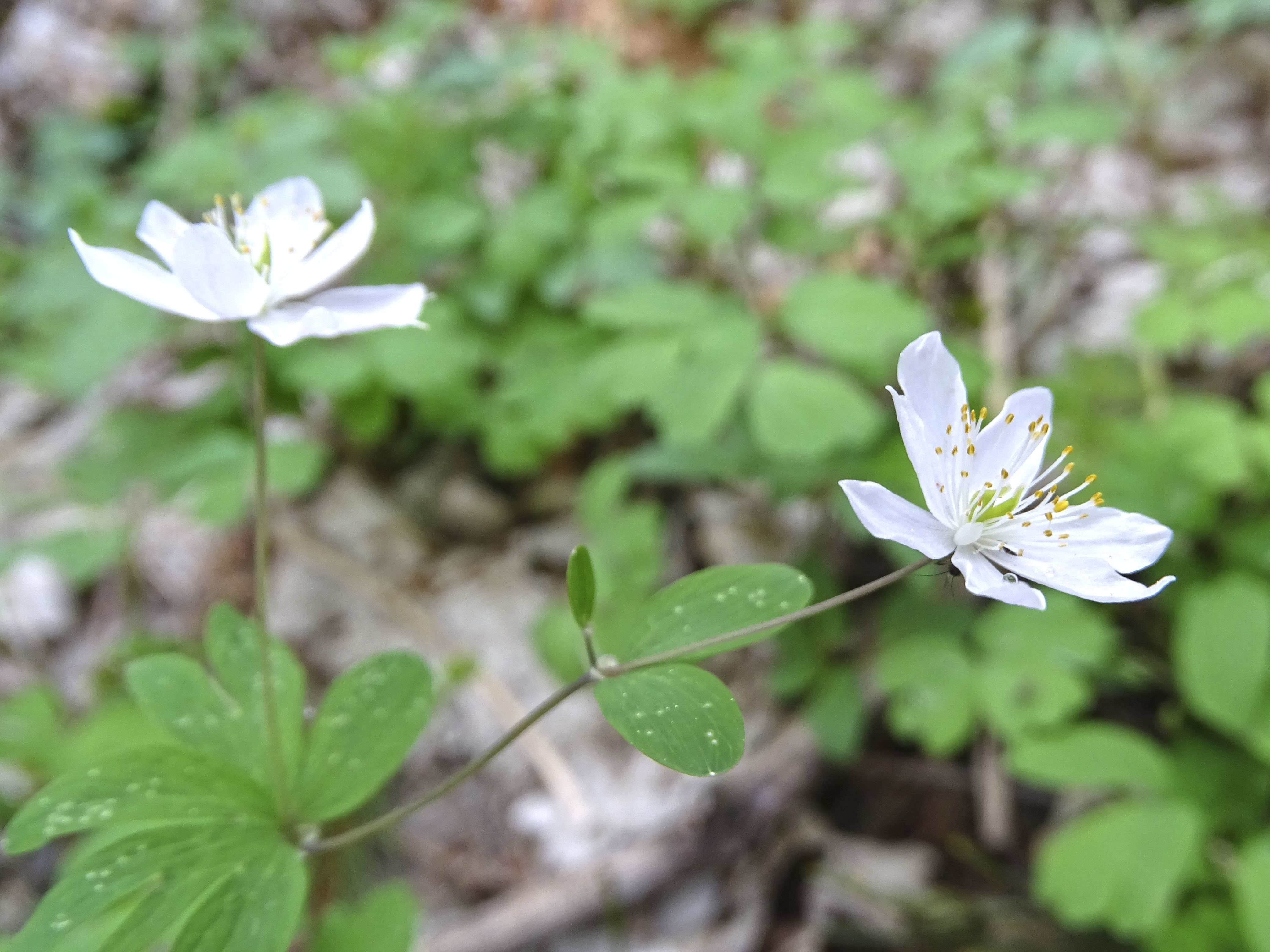 Isopyrum thalictroides_stübinggraben.jpg