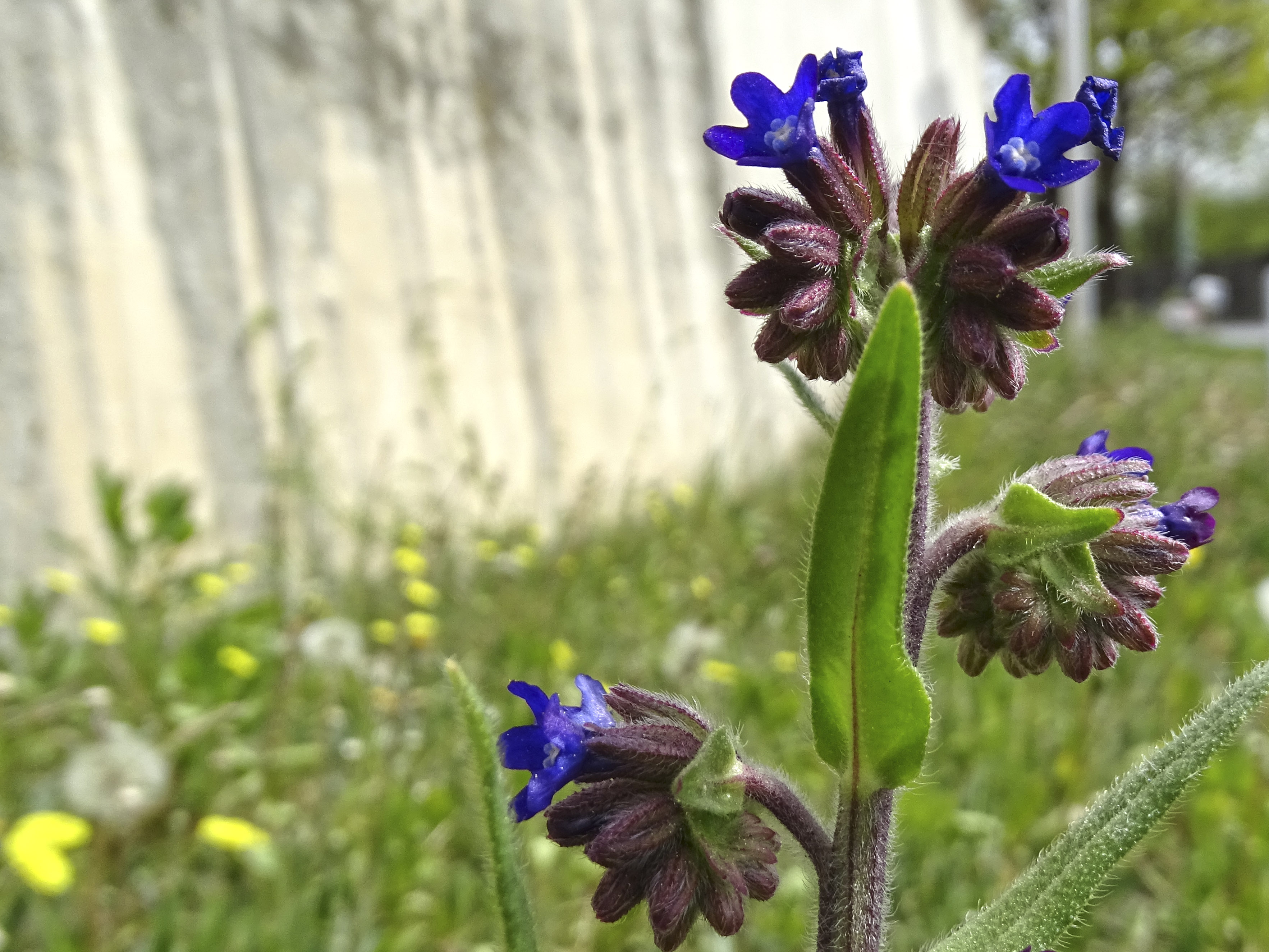 Anchusa officinalis.jpg