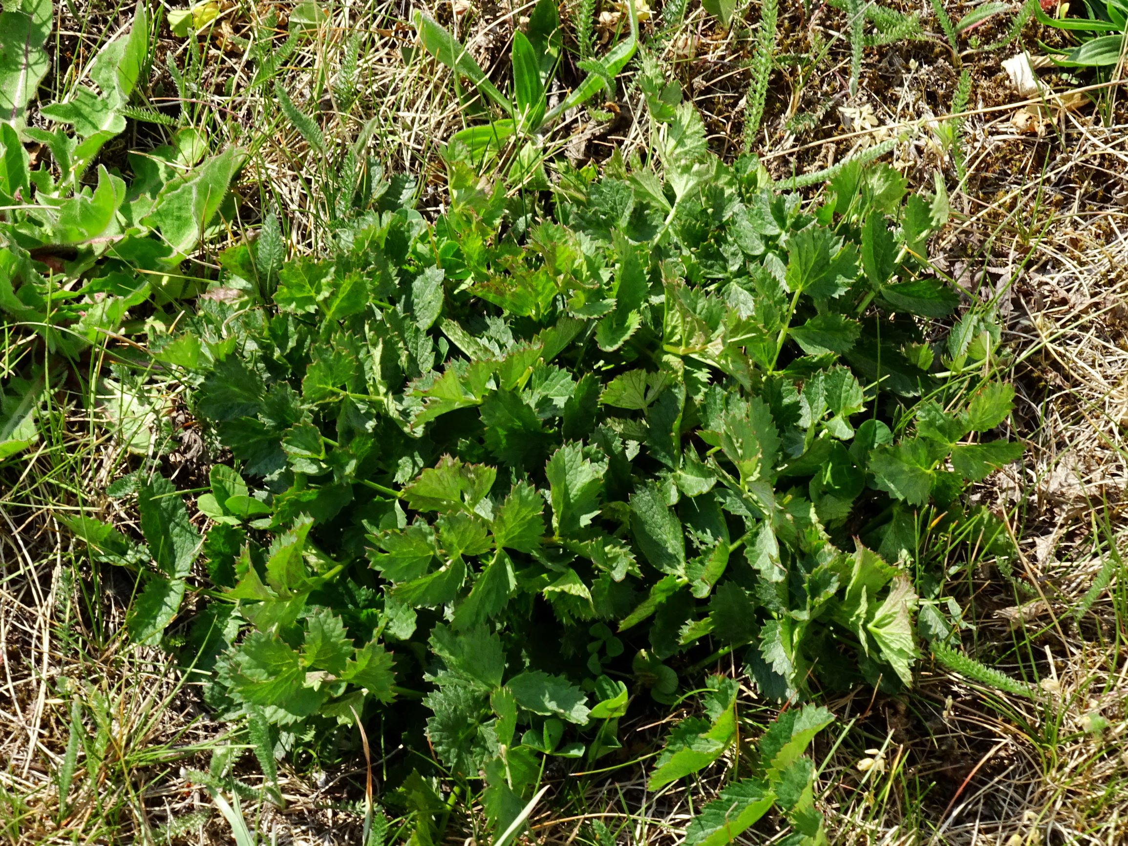 DSC08458 prellenkirchen pimpinella saxifraga (cf. sax.).JPG