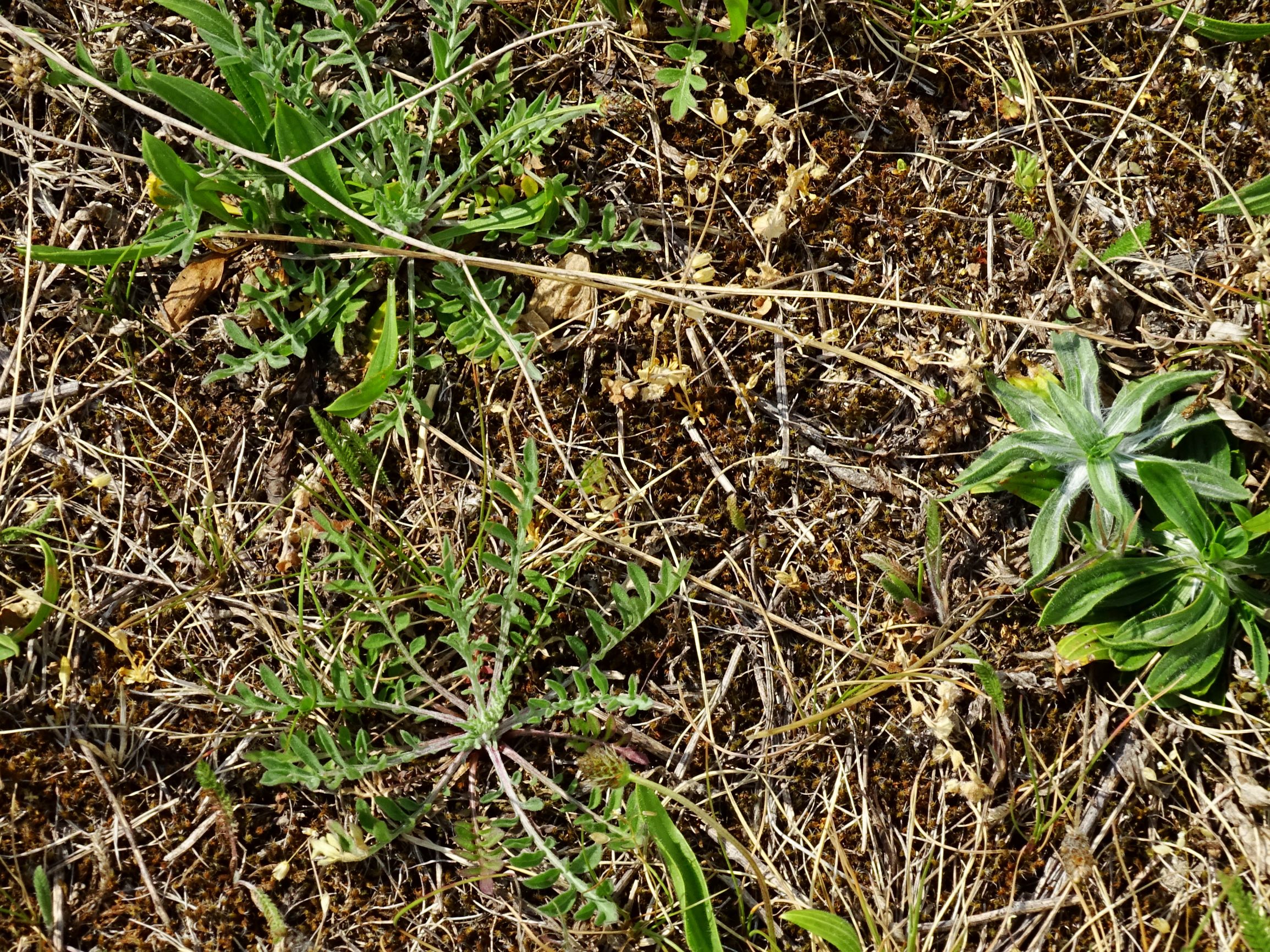 DSC08459 prellenkirchen centaurea stoebe, plantago lanceolata.JPG