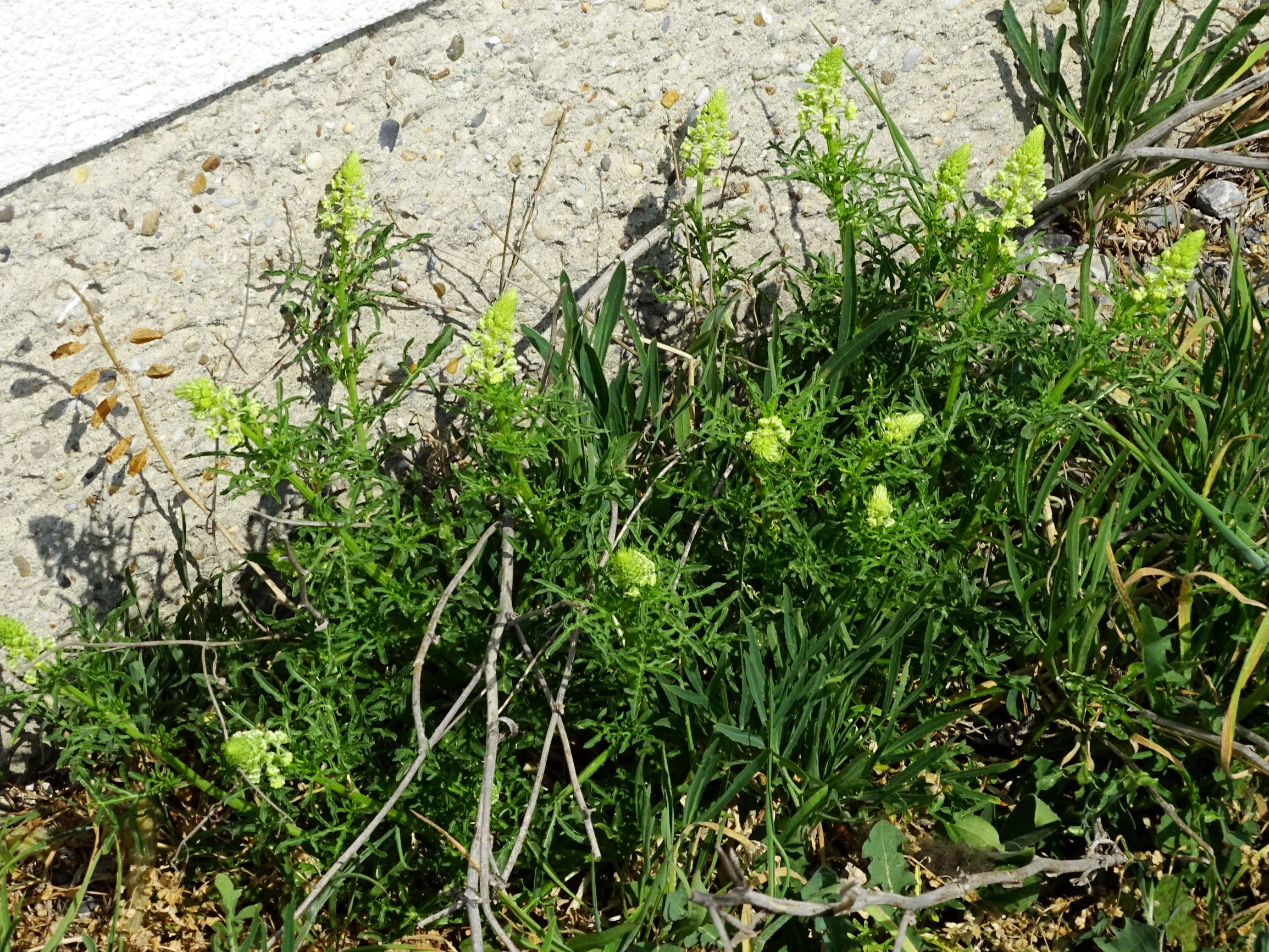 DSC08460 prellenkirchen reseda lutea.JPG