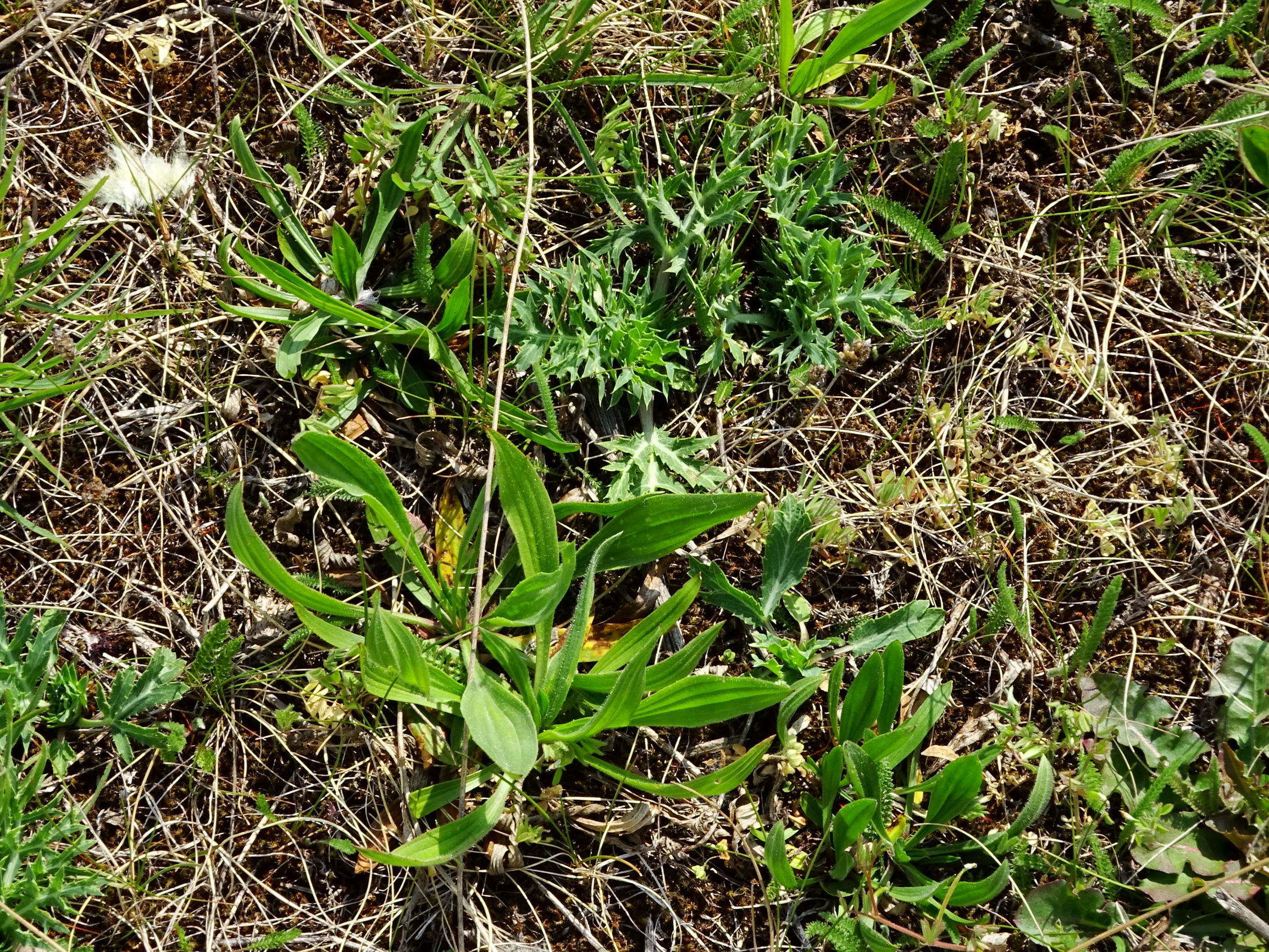 DSC08462 prellenkirchen eryngium campestre.JPG