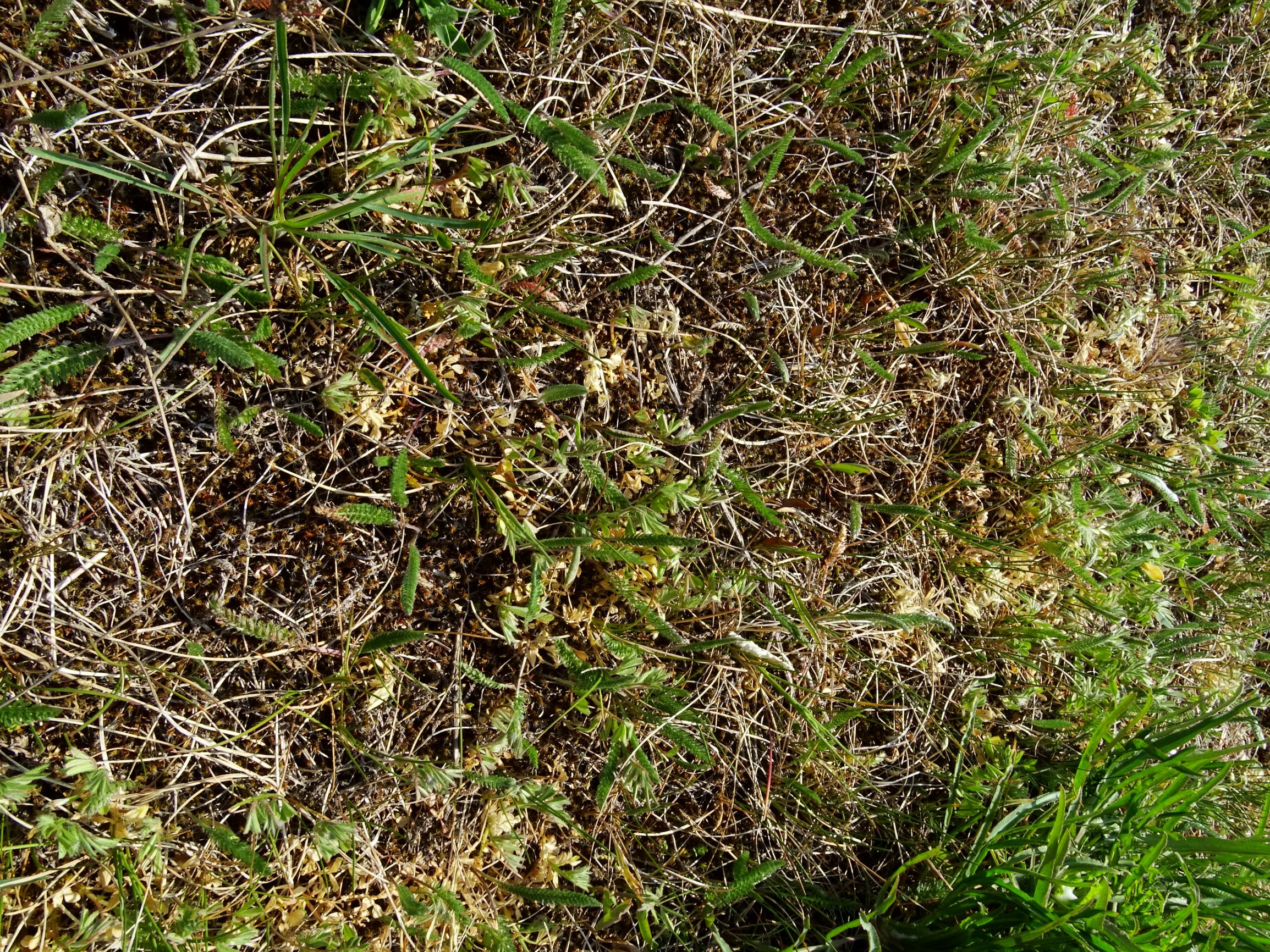 DSC08466 prellenkirchen vicia lathyroides massenbestand.JPG