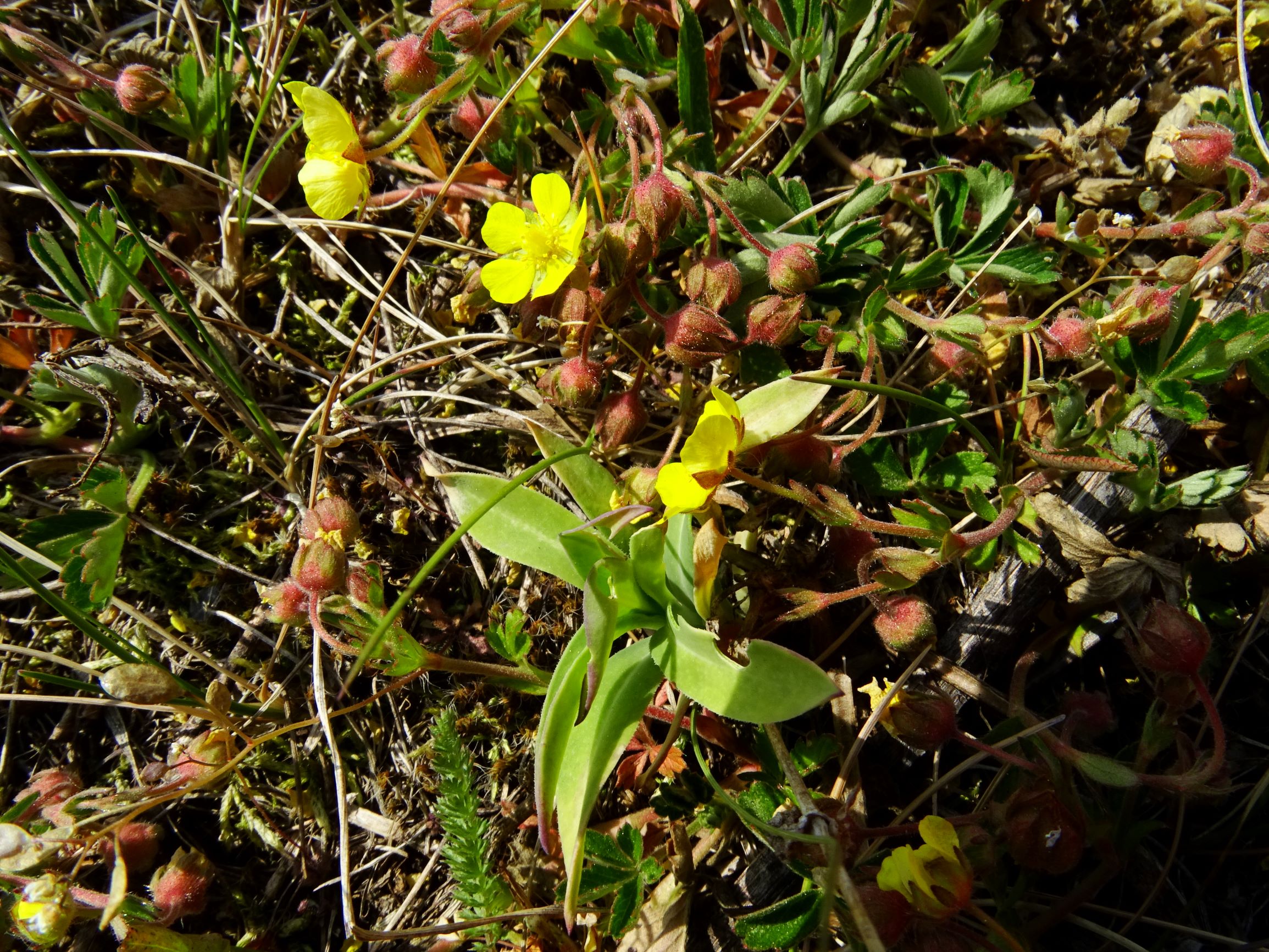 DSC08468 prellenkirchen potentilla incana.JPG