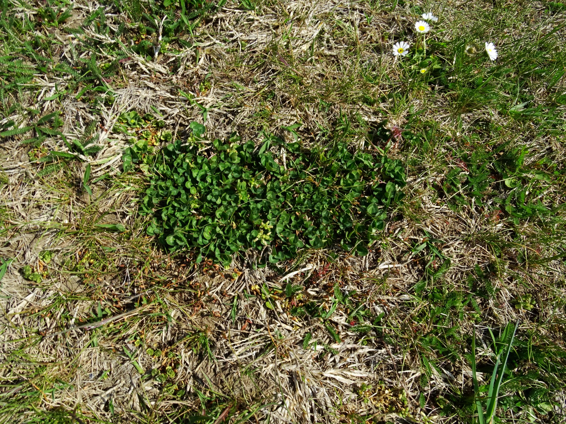 DSC08469 prellenkirchen trifolium pratense.JPG