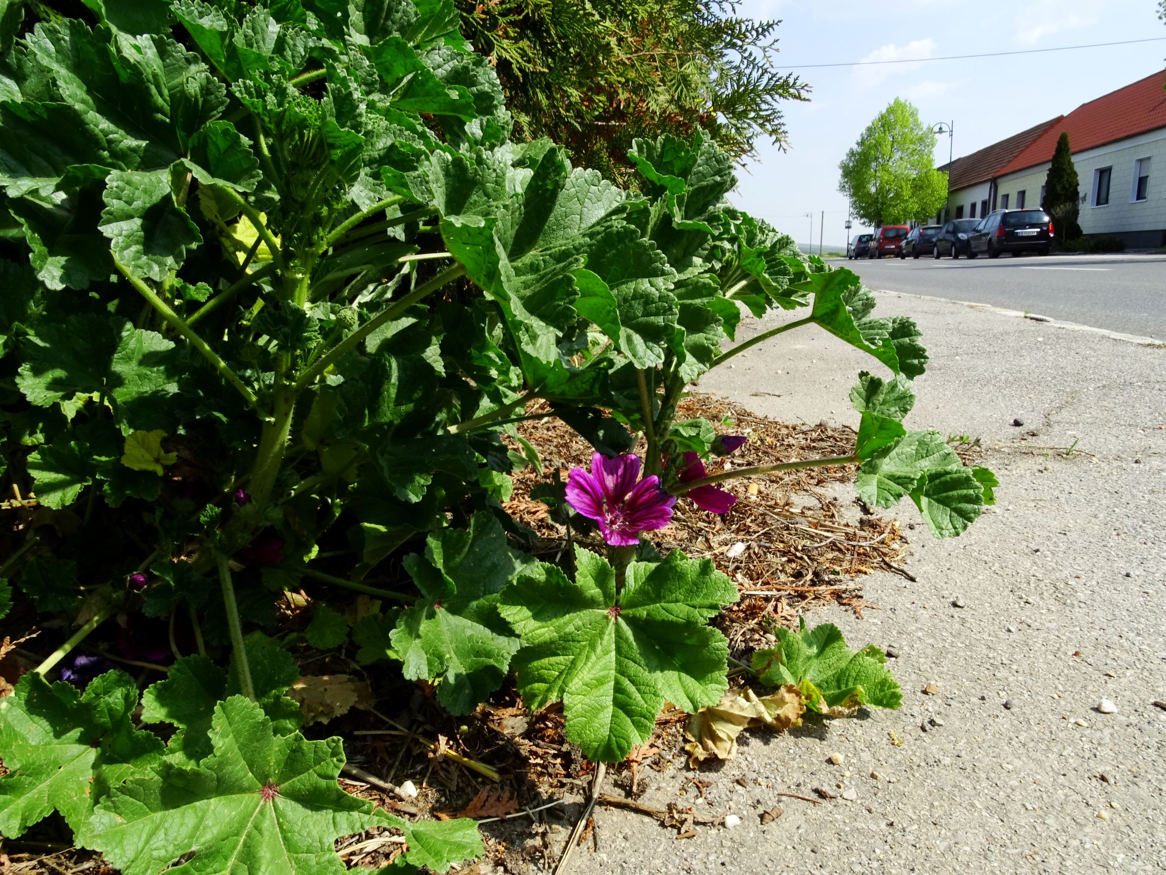 DSC08471 prellenkirchen malva sylvestris mauritiana.JPG