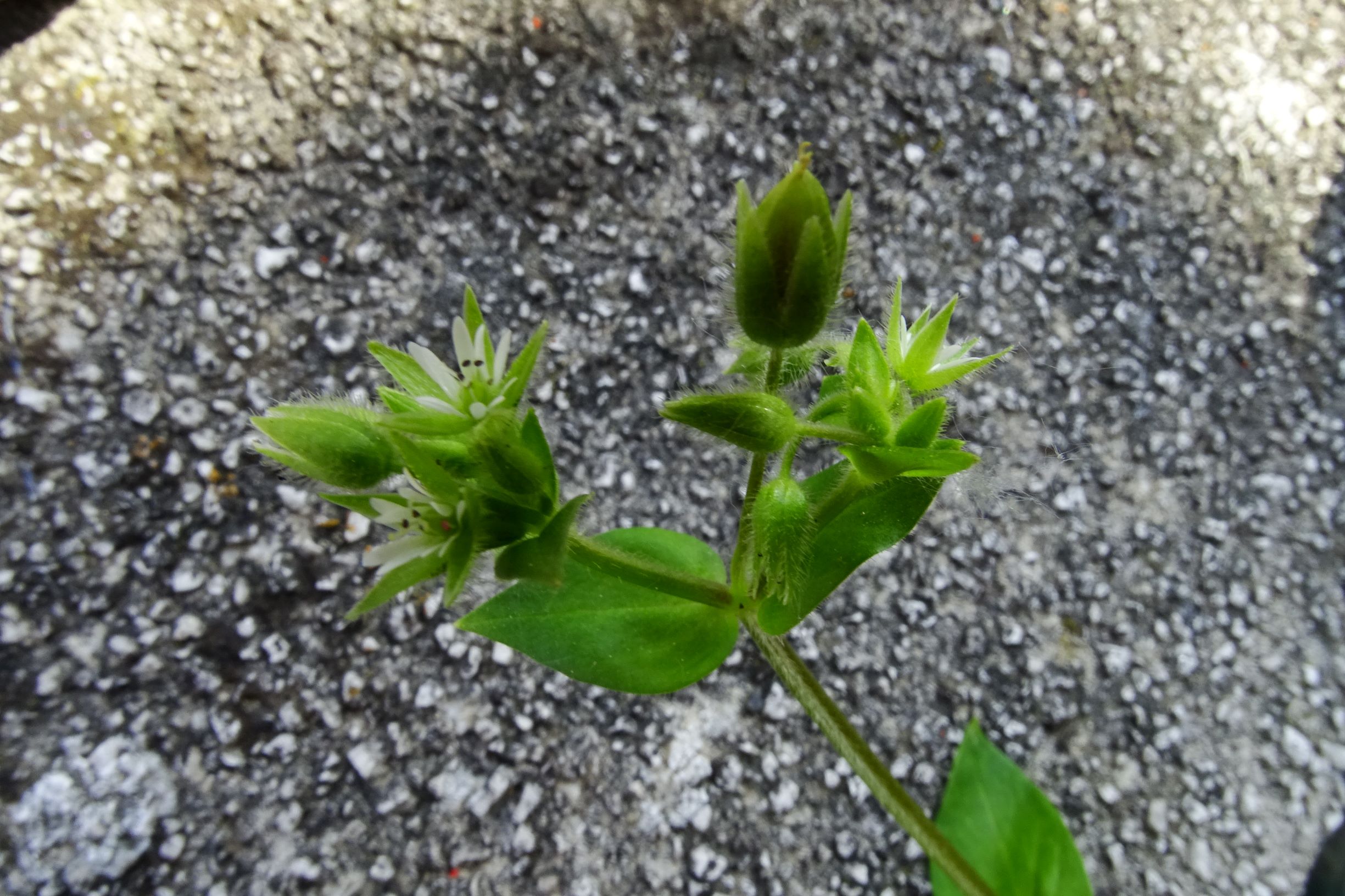 DSC08526 stellaria media agg..JPG